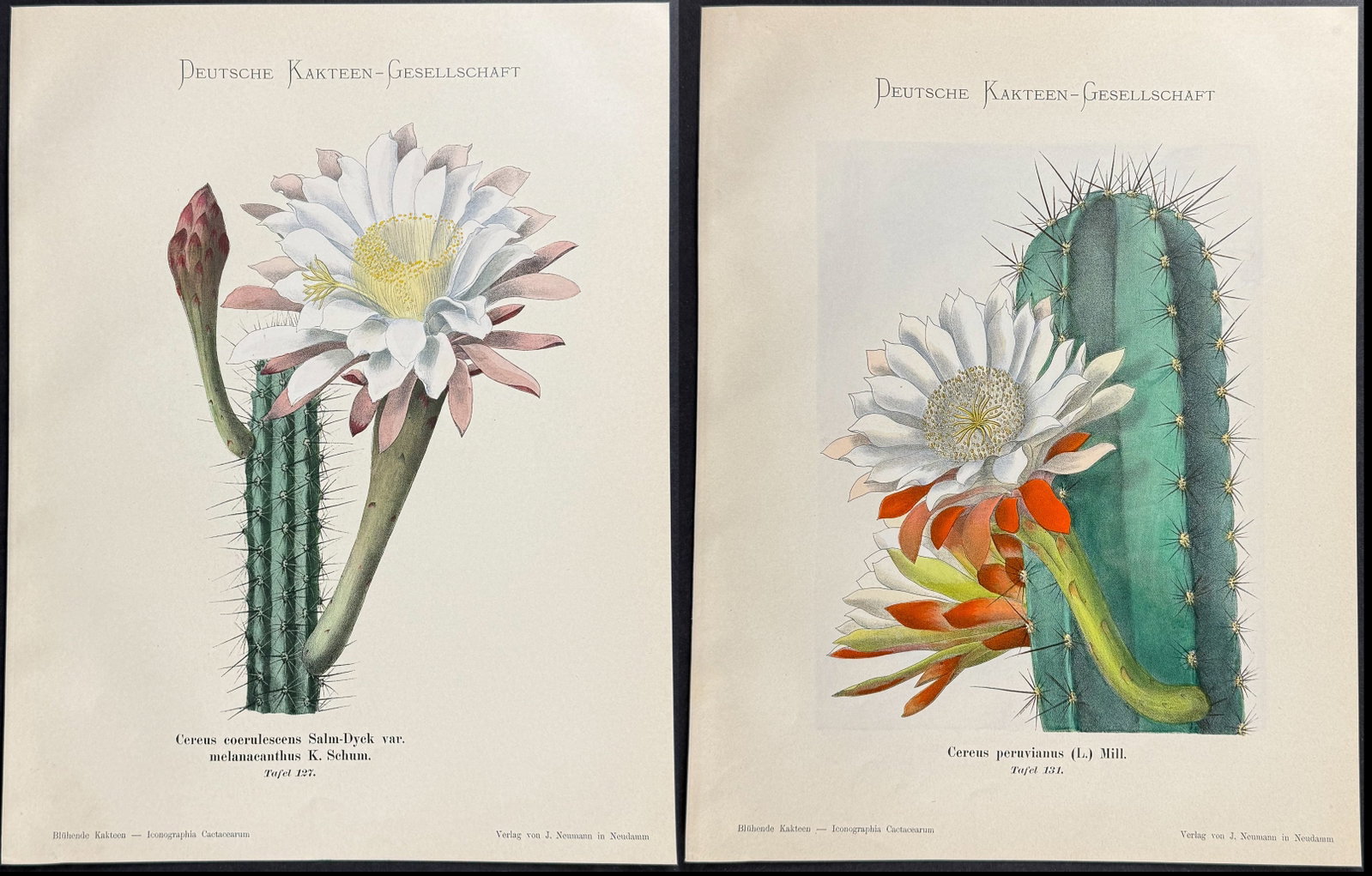 Schumann - 4 Cactus Prints (1 of 5)
