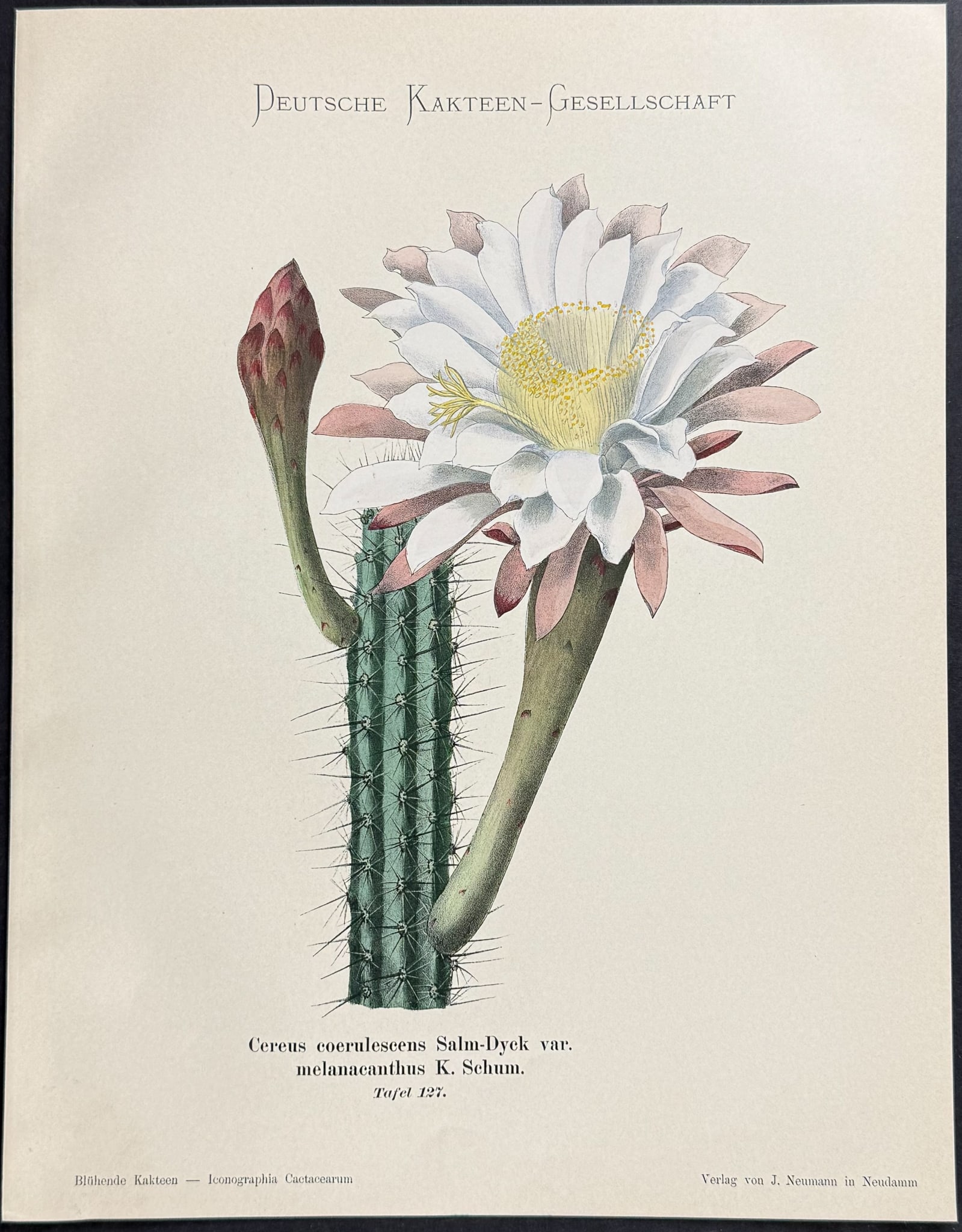 Schumann - 4 Cactus Prints - 2