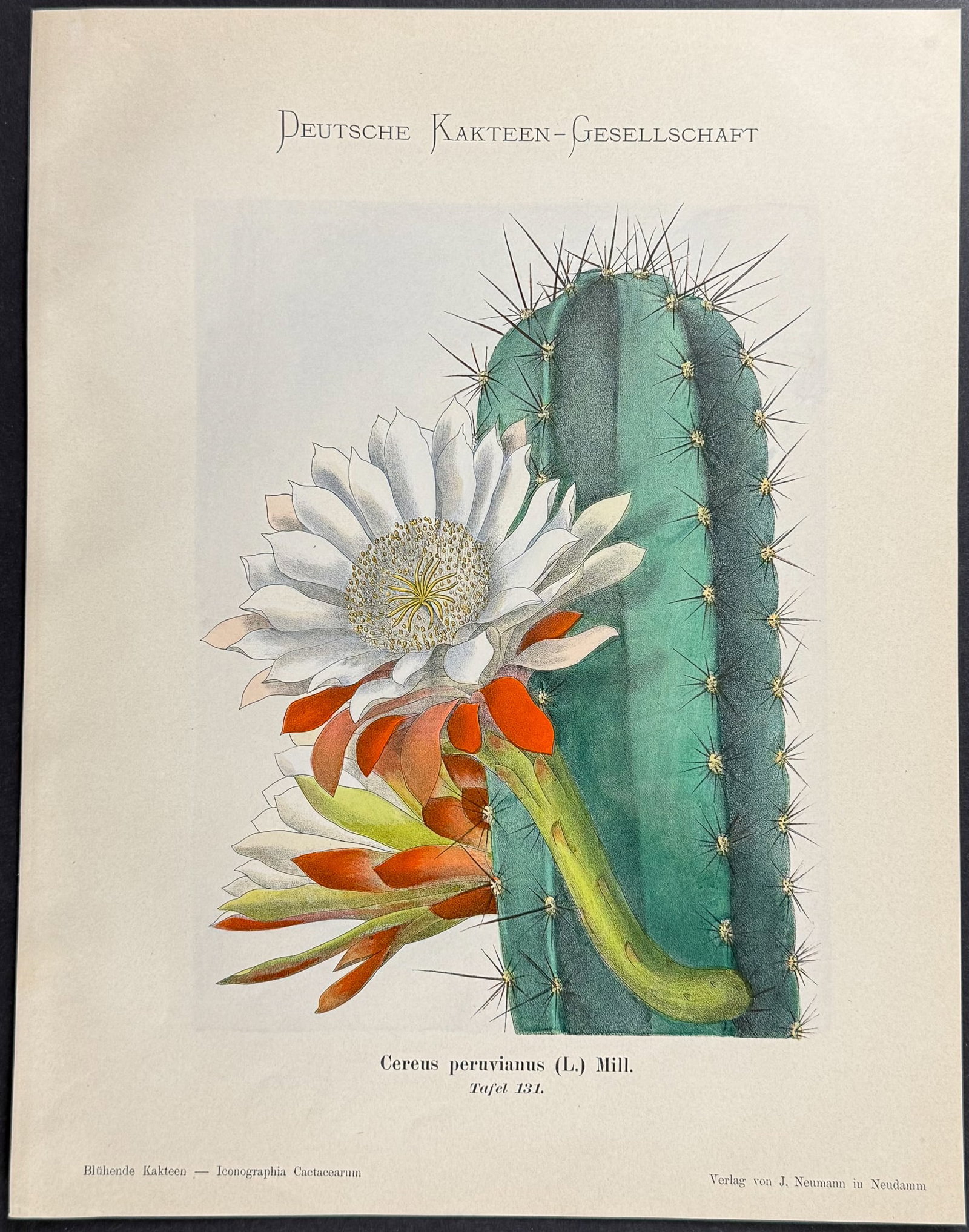 Schumann - 4 Cactus Prints - 3