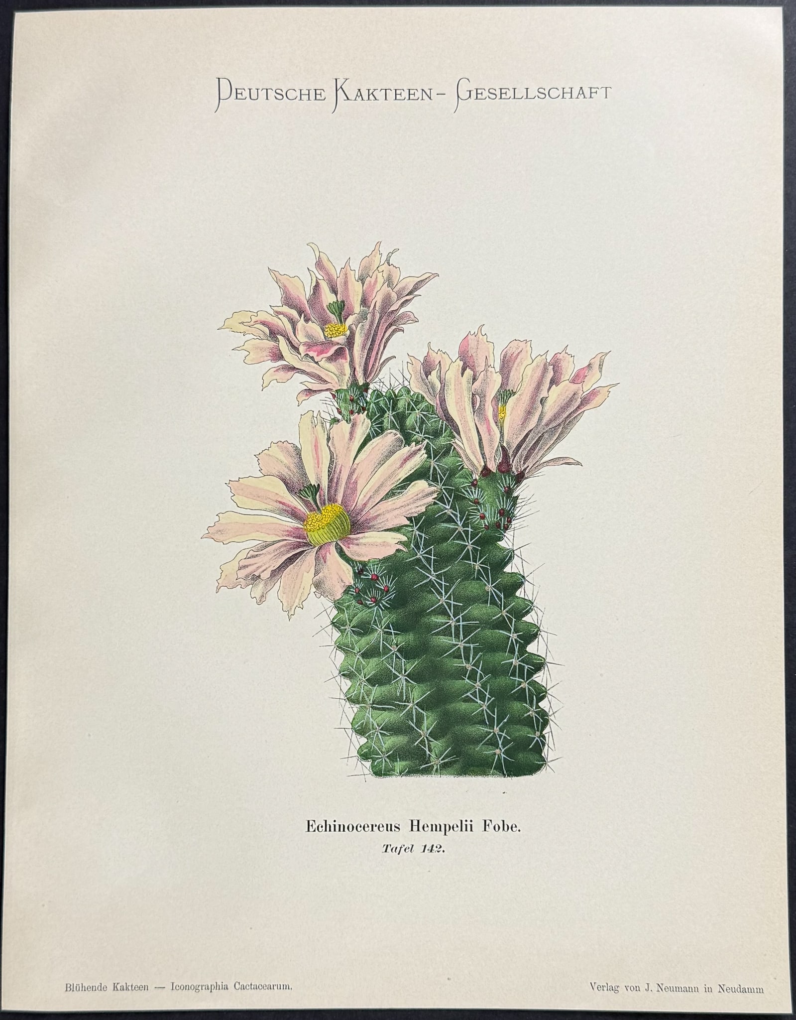 Schumann - 4 Cactus Prints - 4