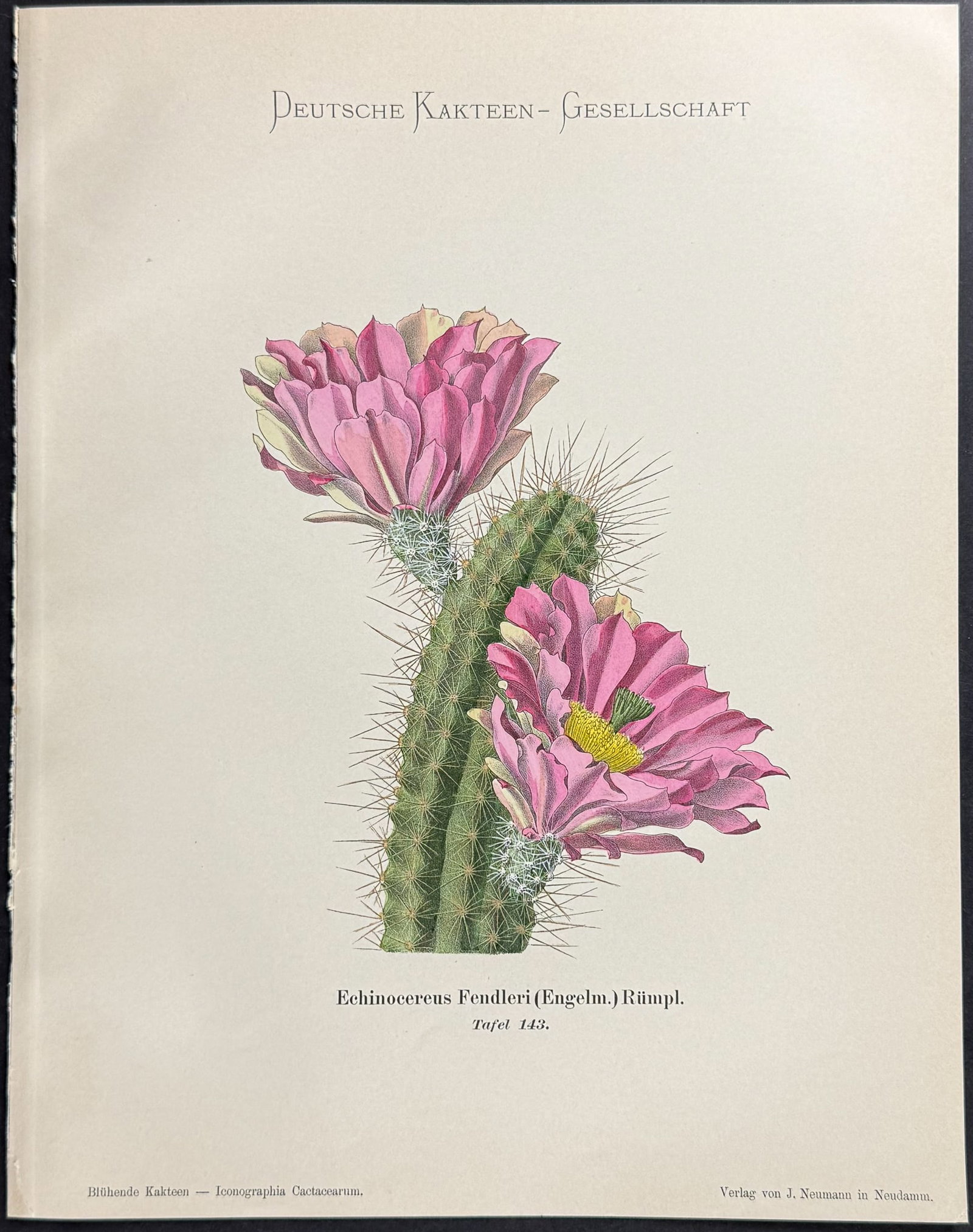 Schumann - 4 Cactus Prints - 5