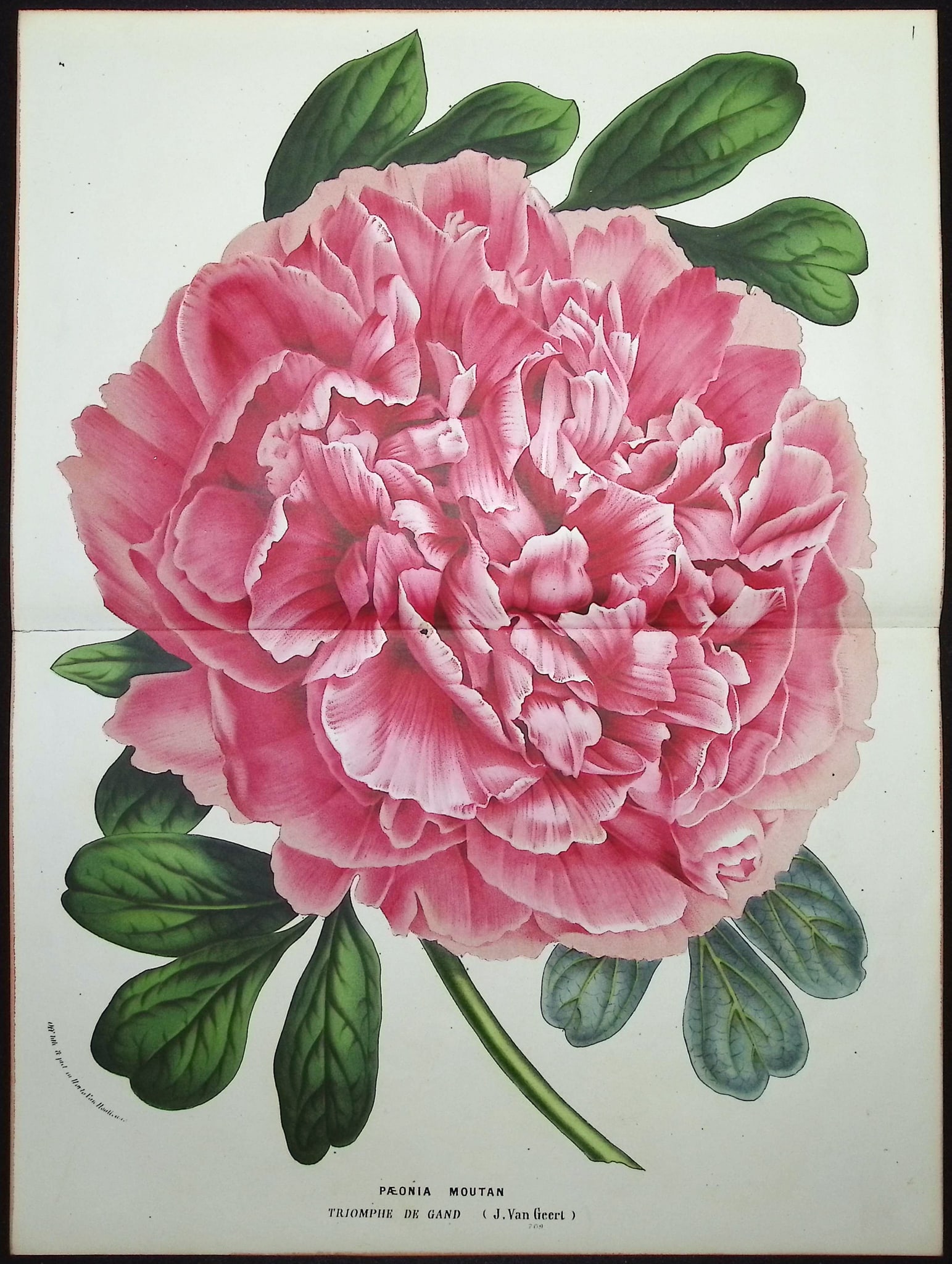 Van Houtte - Peony: This beautiful botanical print comes from Louis Van Houtte's monumental work entitled "Flore des Serres et des Jardins de l'Europe (Flowers of the Greenhouses and Gardens of Europe)" published