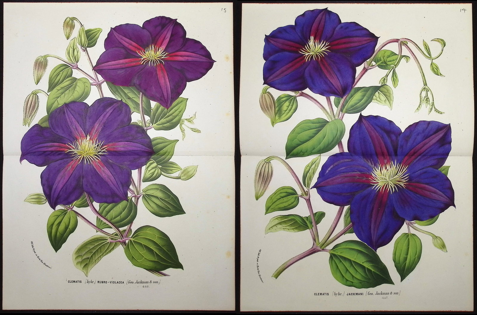 Van Houtte - Pair of Clematis Prints: This beautiful botanical print comes from Louis Van Houtte's monumental work entitled "Flore des Serres et des Jardins de l'Europe (Flowers of the Greenhouses and Gardens of Europe)" published