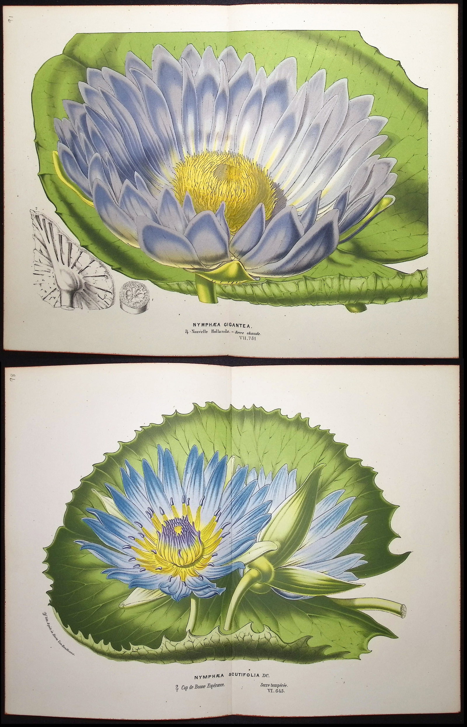 Van Houtte - Pair of Water Lily Prints: This beautiful botanical print comes from Louis Van Houtte's monumental work entitled "Flore des Serres et des Jardins de l'Europe (Flowers of the Greenhouses and Gardens of Europe)" published