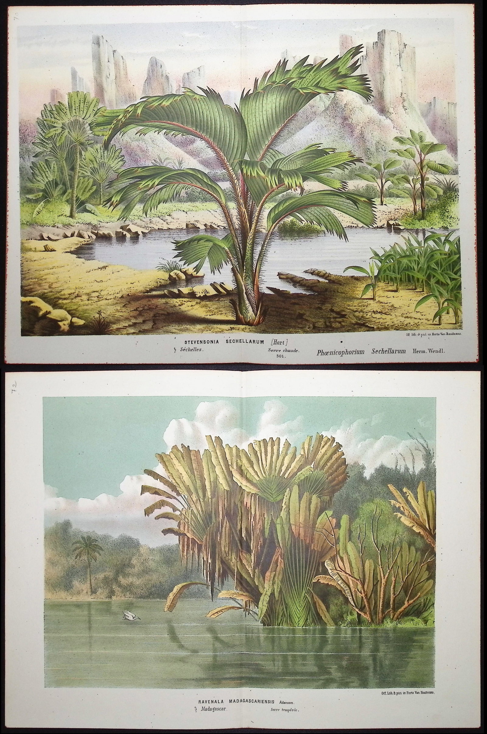 Van Houtte - Pair of Palm Tree Prints: This beautiful botanical print comes from Louis Van Houtte's monumental work entitled "Flore des Serres et des Jardins de l'Europe (Flowers of the Greenhouses and Gardens of Europe)" published