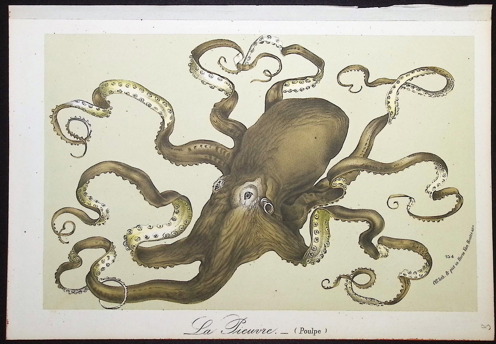 Van Houtte - Octopus: This beautiful botanical print comes from Louis Van Houtte's monumental work entitled "Flore des Serres et des Jardins de l'Europe (Flowers of the Greenhouses and Gardens of Europe)" published