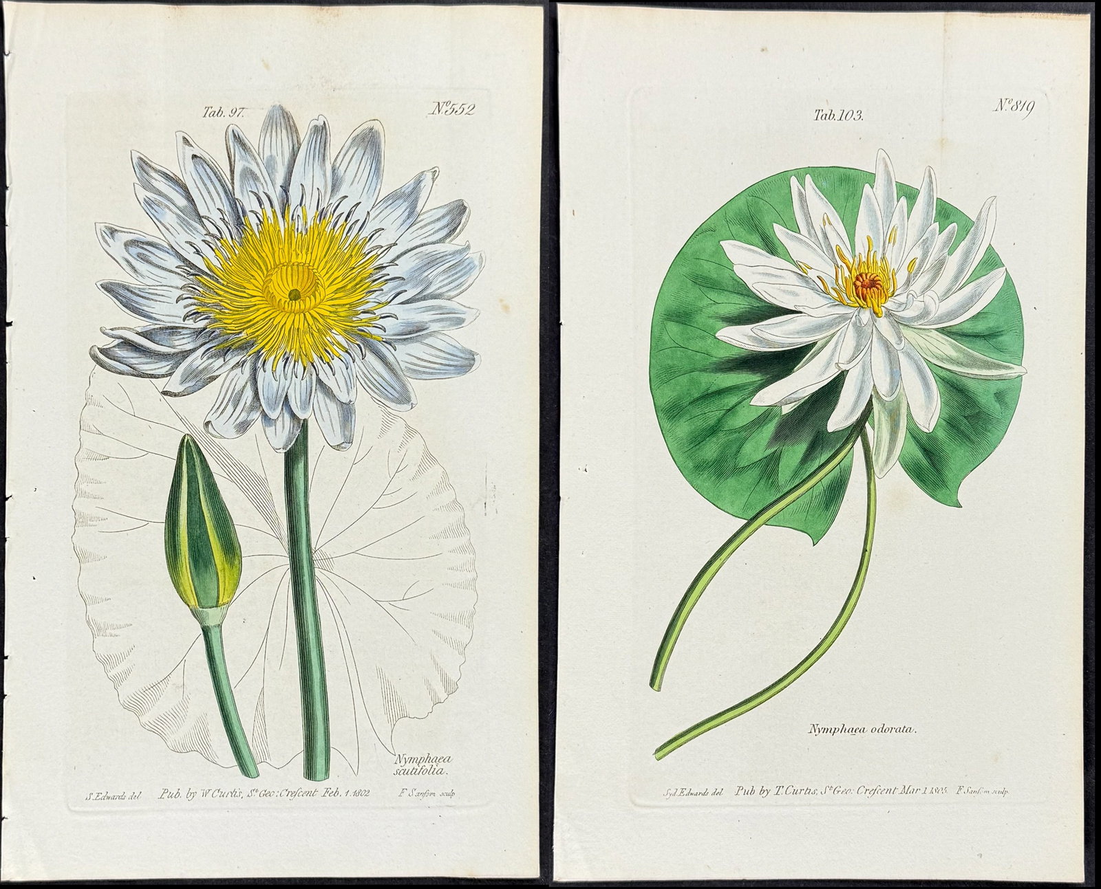 Curtis - Pair of Water Lily Engravings: This lovely botanical print is from William Curtis?s "The Botanical Magazine, or Flower-Garden Displayed". Curtis was determined to produce a scientifically accurate journal, and so took care that