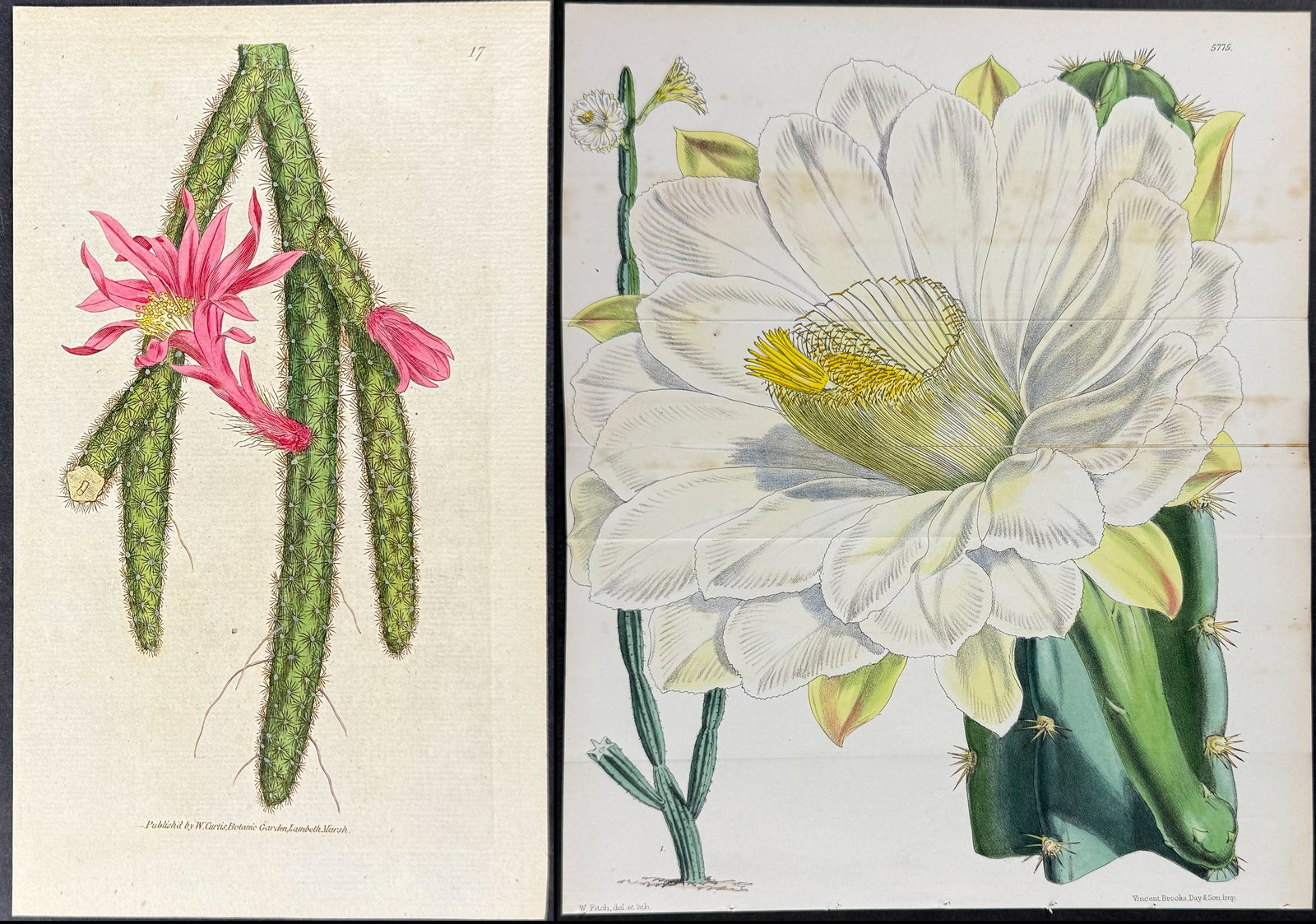 Curtis - 3 Cactus Engravings: This lovely botanical print is from William Curtis?s "The Botanical Magazine, or Flower-Garden Displayed". Curtis was determined to produce a scientifically accurate journal, and so took care that