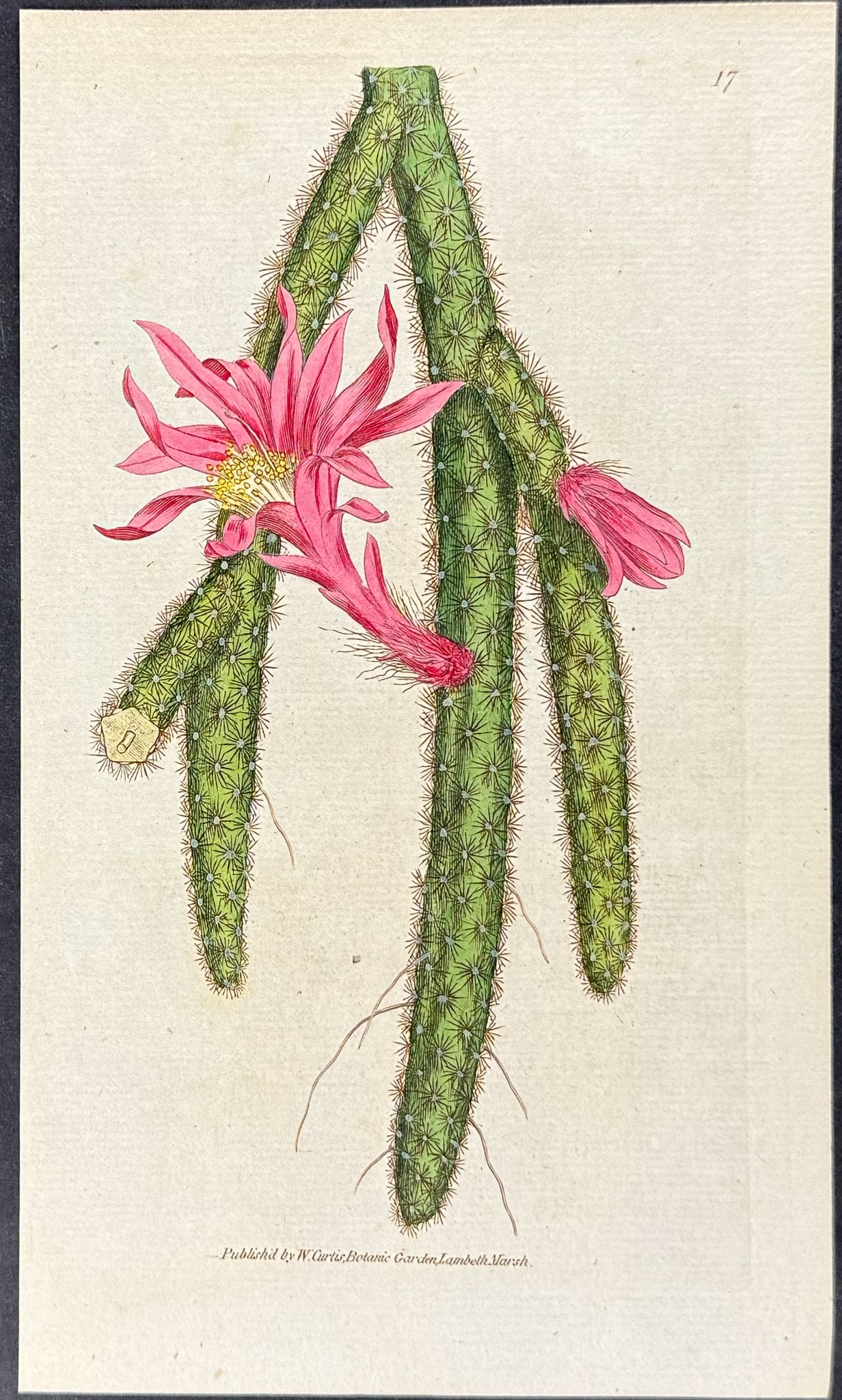 Curtis - 3 Cactus Engravings - 2