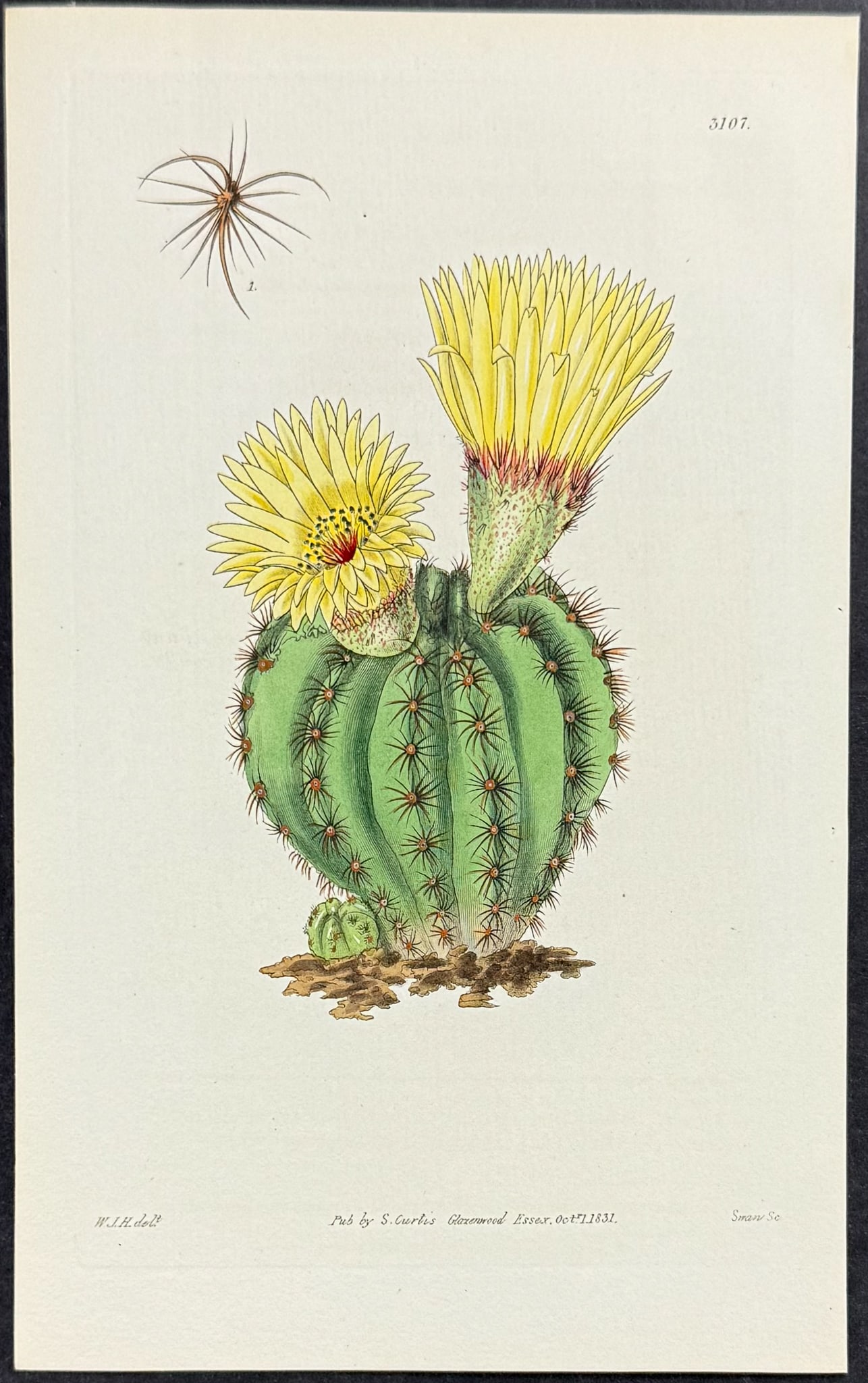Curtis - 3 Cactus Engravings - 3