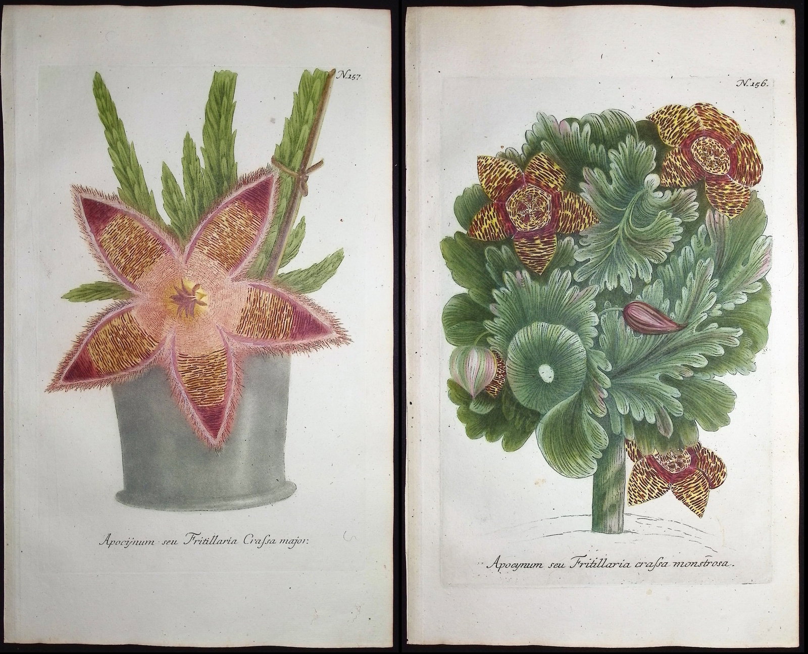 Weinmann - Pair of Stapelia or Carrion Flower Engravings: This beautiful botanical mezzotint is from Johann Weinmann's "Duidelyke Vertoning, Eeniger Duizend in alle vier waerelds deelen wassende Bomen, Stammen, Kruiden, Bloemen, Vrugten, en Uitwassen,