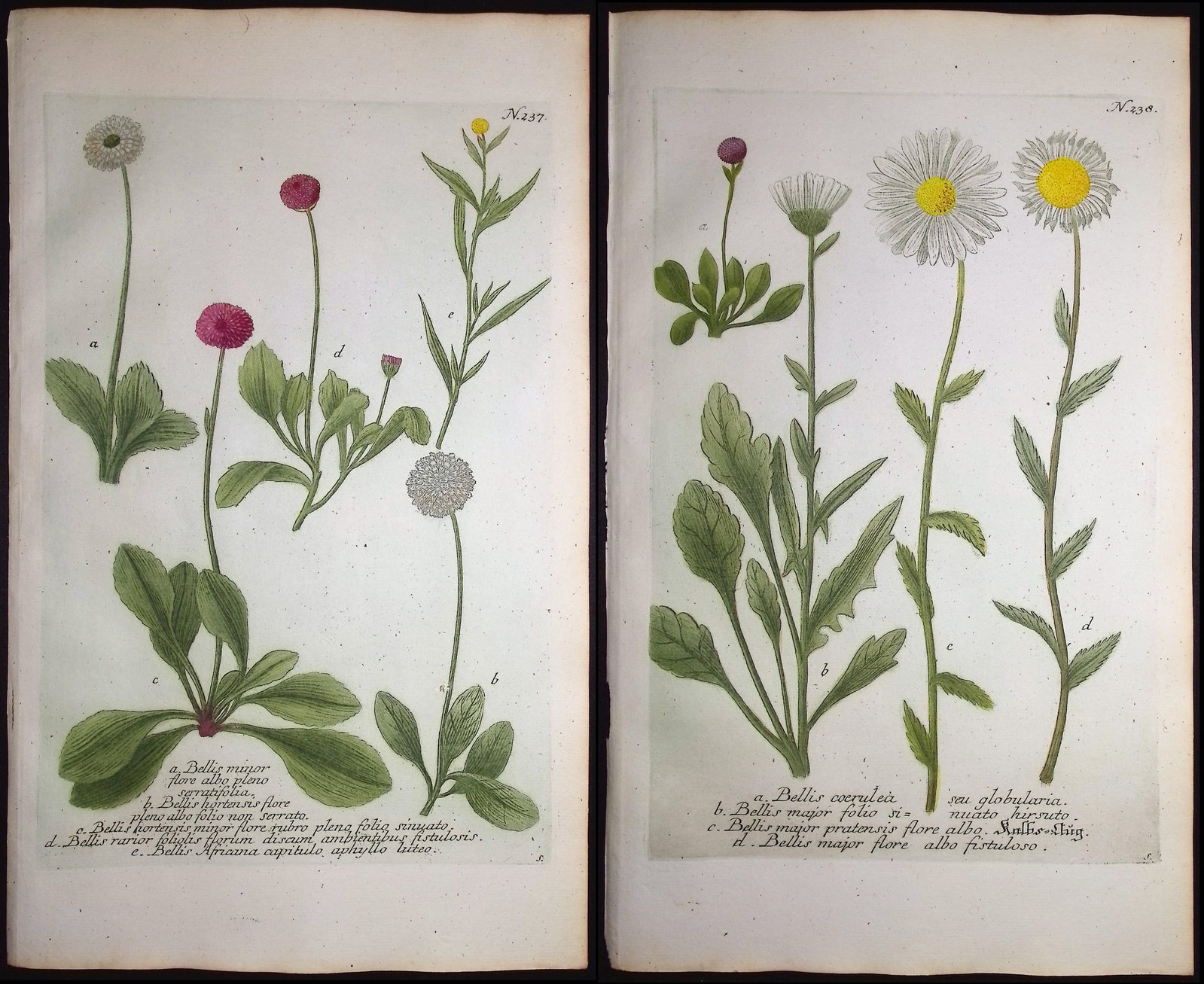 Weinmann - 4 English Daisy Engravings: This beautiful botanical mezzotint is from Johann Weinmann's "Duidelyke Vertoning, Eeniger Duizend in alle vier waerelds deelen wassende Bomen, Stammen, Kruiden, Bloemen, Vrugten, en Uitwassen,