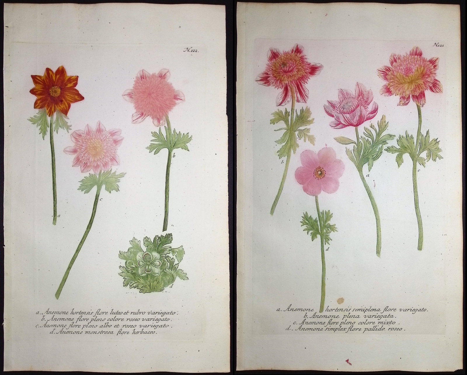 Weinmann - 4 Anemone Engravings: This beautiful botanical mezzotint is from Johann Weinmann's "Duidelyke Vertoning, Eeniger Duizend in alle vier waerelds deelen wassende Bomen, Stammen, Kruiden, Bloemen, Vrugten, en Uitwassen,