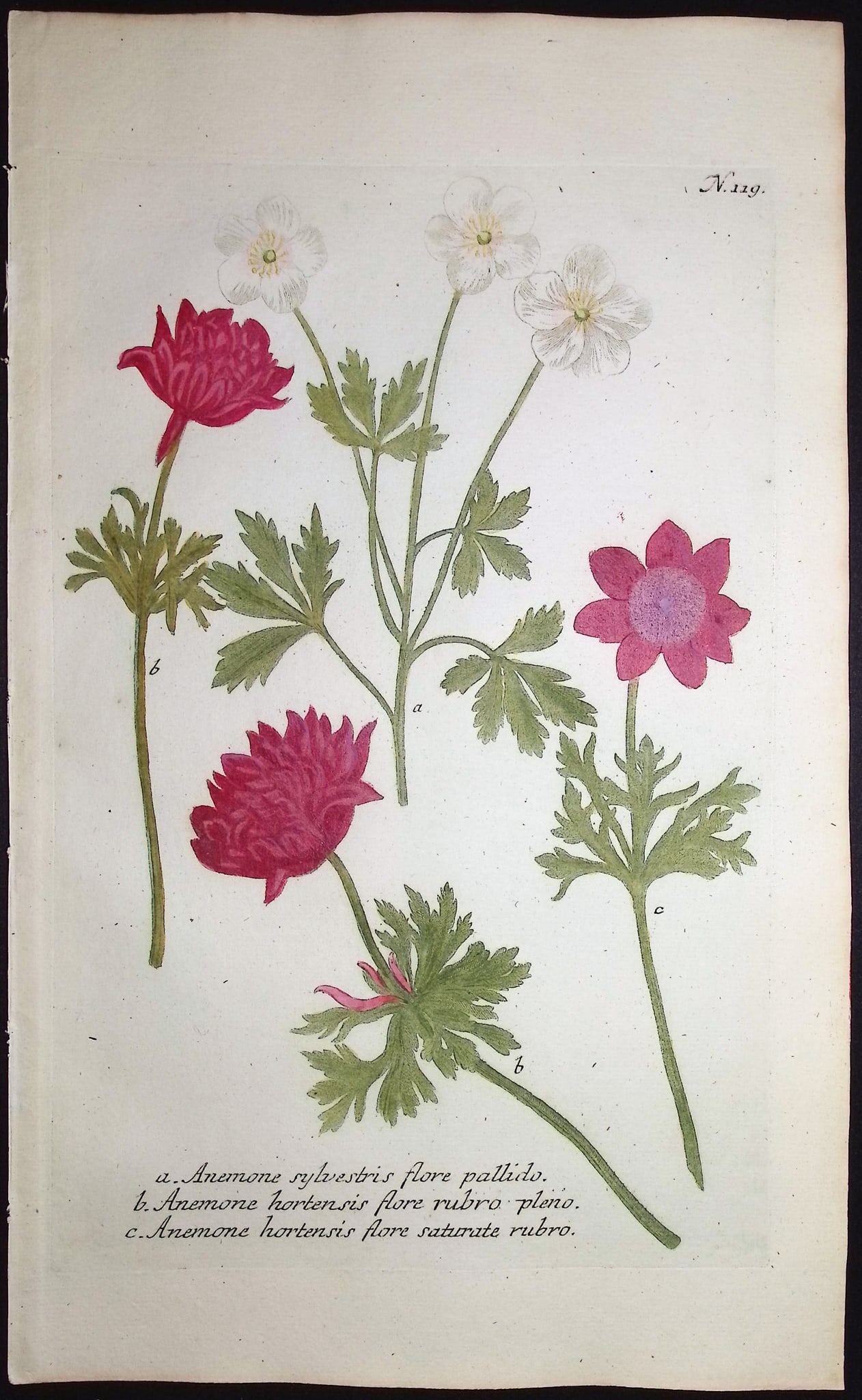 Weinmann - 4 Anemone Engravings - 2
