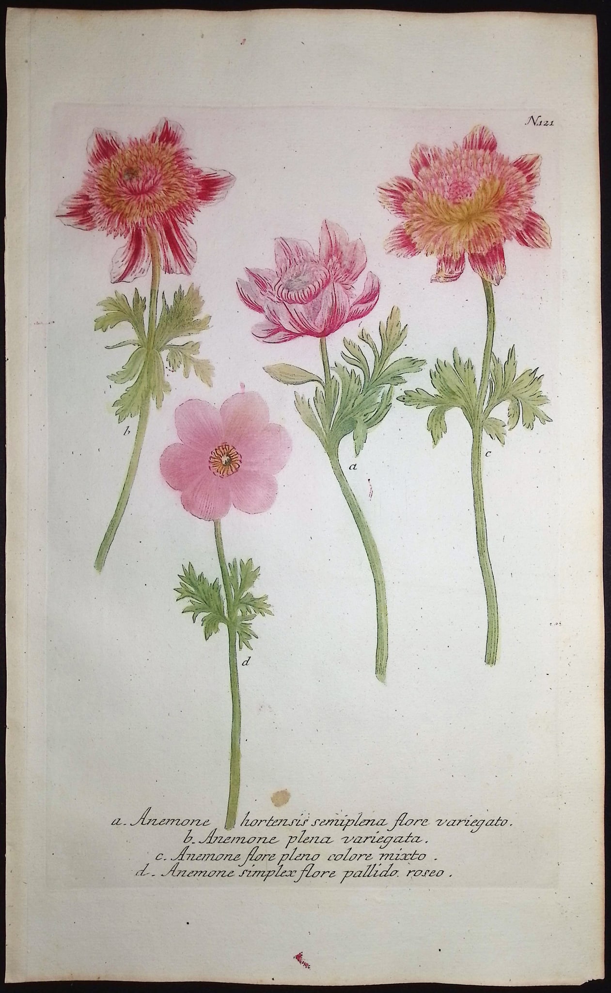 Weinmann - 4 Anemone Engravings - 3