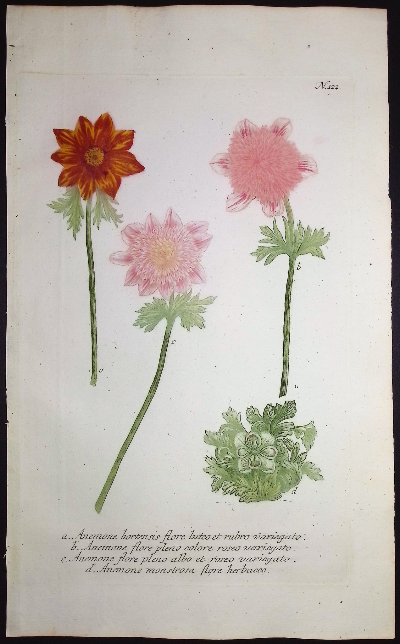 Weinmann - 4 Anemone Engravings - 4