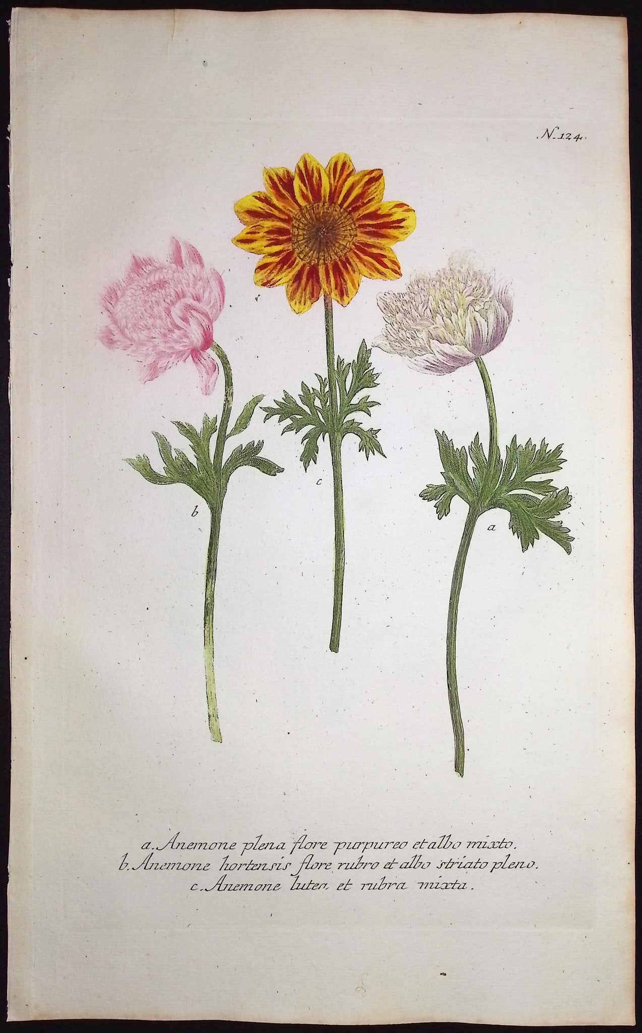 Weinmann - 4 Anemone Engravings - 5