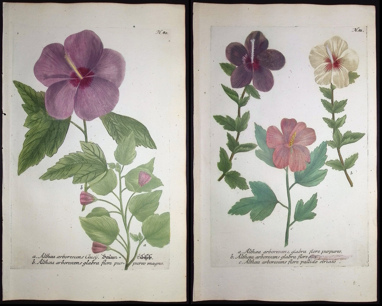 Weinmann - Pair of Engravings of Hollyhock, Hibiscus: This beautiful botanical mezzotint is from Johann Weinmann's "Duidelyke Vertoning, Eeniger Duizend in alle vier waerelds deelen wassende Bomen, Stammen, Kruiden, Bloemen, Vrugten, en Uitwassen,