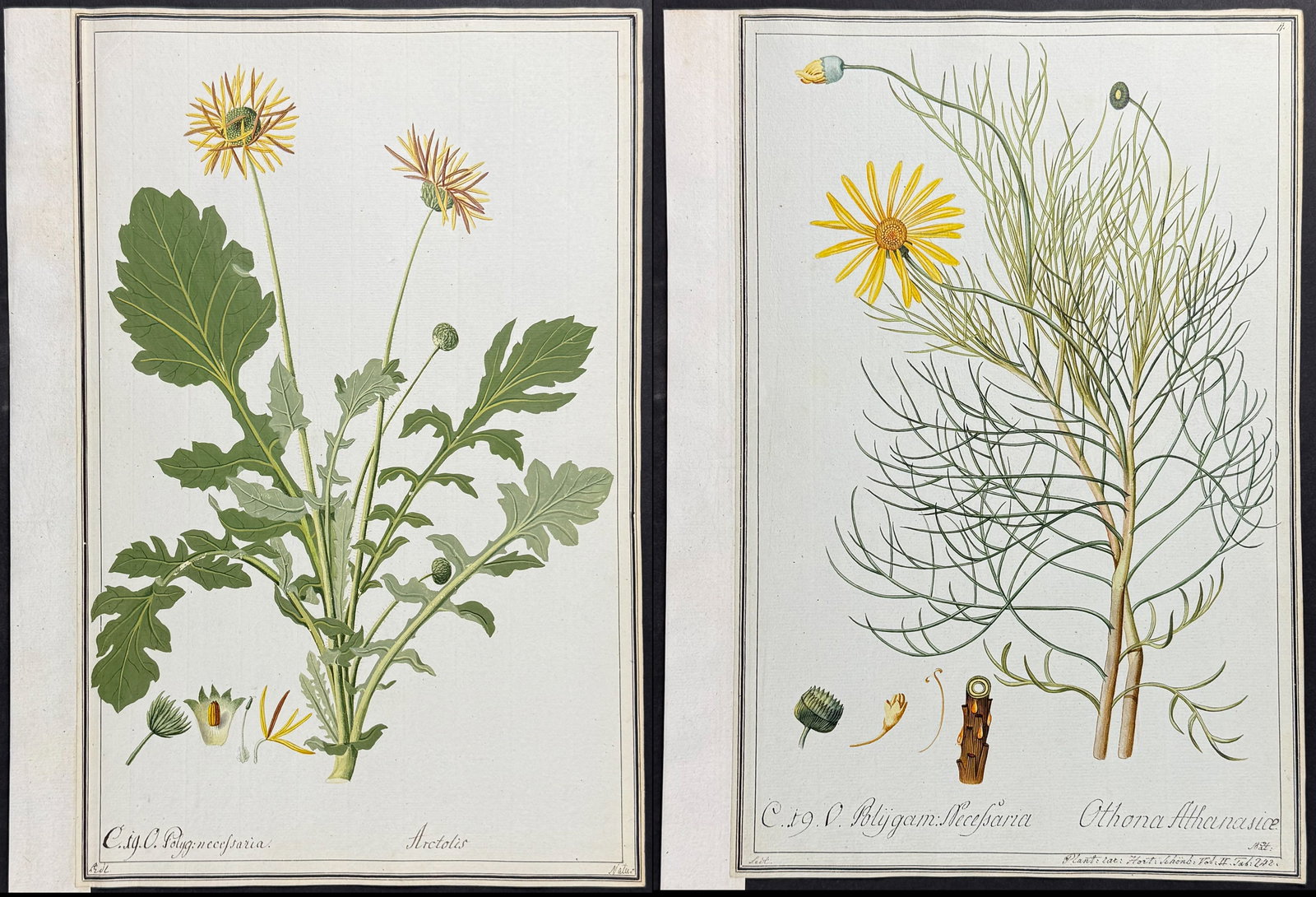 Pair of Original Botanical Watercolors of African Daisy & Othona (according to Linnaeus system): Included in this lot: African Daisy - Arctotis after Ledel Othona athanasice after Ledel Description of the work: This superb original botanical watercolor is from a manuscript entitled "Hortus