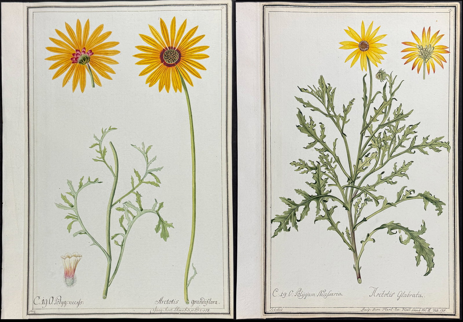 Pair of Original Botanical Watercolors of African Daisy (according to Linnaeus system): Included in this lot: African Daisy - Arctotis grandiflora after Herz for Jacquin African Daisy - Arctotis glabrata after Schmid for Jacquin Description of the work: This superb original botanical