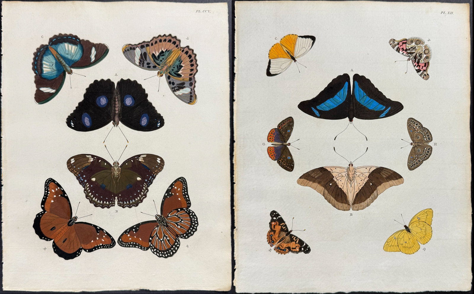 Cramer - Pair of Butterfly Engravings: This detailed, hand-colored engraving is from Pieter Cramer and Caspar Stoll?s "De uitlandsche Kapellen voorkomende in de drie Waereld-Deelen... Papillons exotiques des trois parties du monde l?Asie,