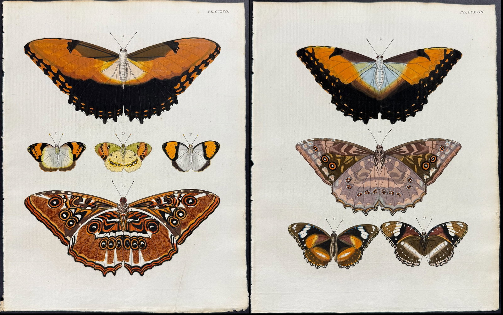 Cramer - Pair of Butterfly Engravings: This detailed, hand-colored engraving is from Pieter Cramer and Caspar Stoll?s "De uitlandsche Kapellen voorkomende in de drie Waereld-Deelen... Papillons exotiques des trois parties du monde l?Asie,