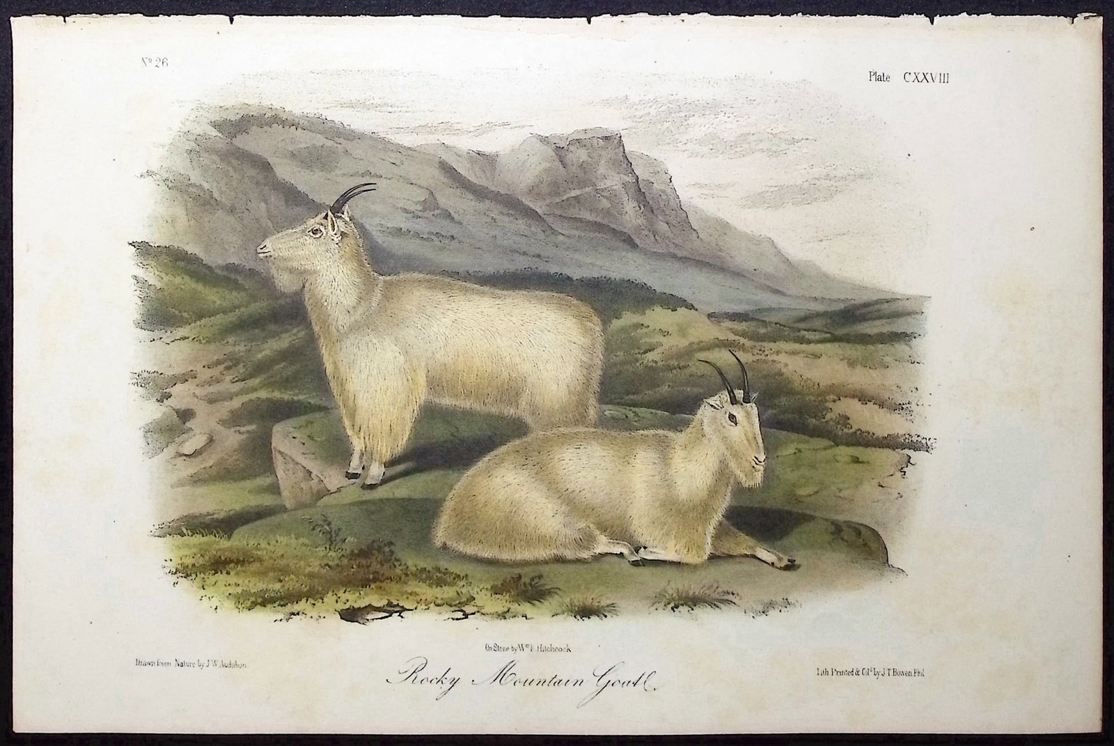 Audubon - Rocky Mountain Goat. 128: This octavo lithograph is from John James Audubon's "The Quadrupeds of North America". The work was published in New York between 1849 and 1854. "Quadrupeds" was Audubon's final great natural history 