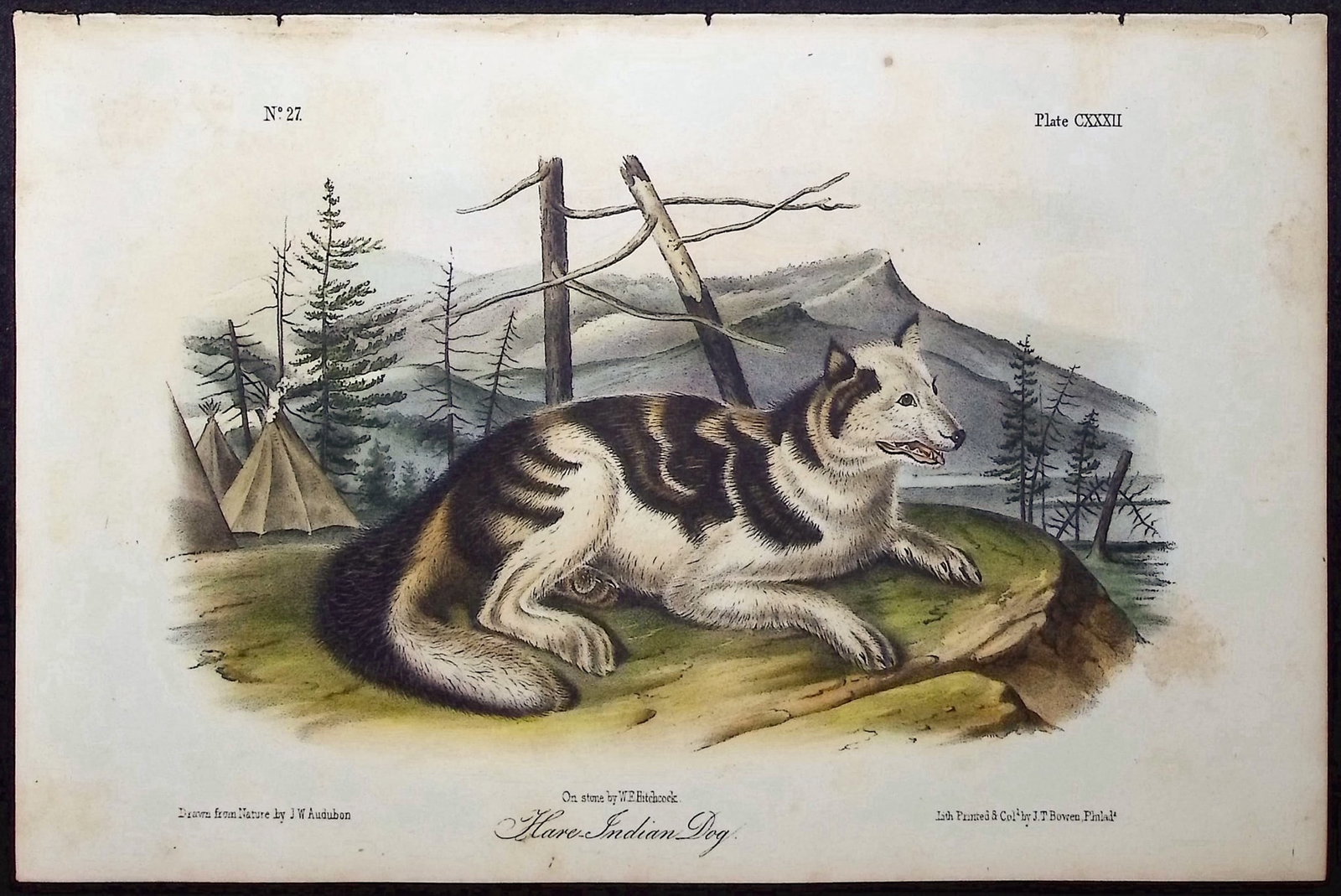 Audubon - Hare Indian Dog. 132 (1 of 1)