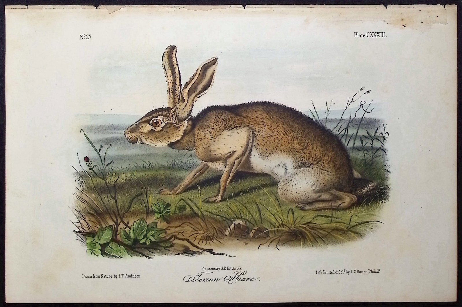 Audubon - Texan Hare. 133 (1 of 1)