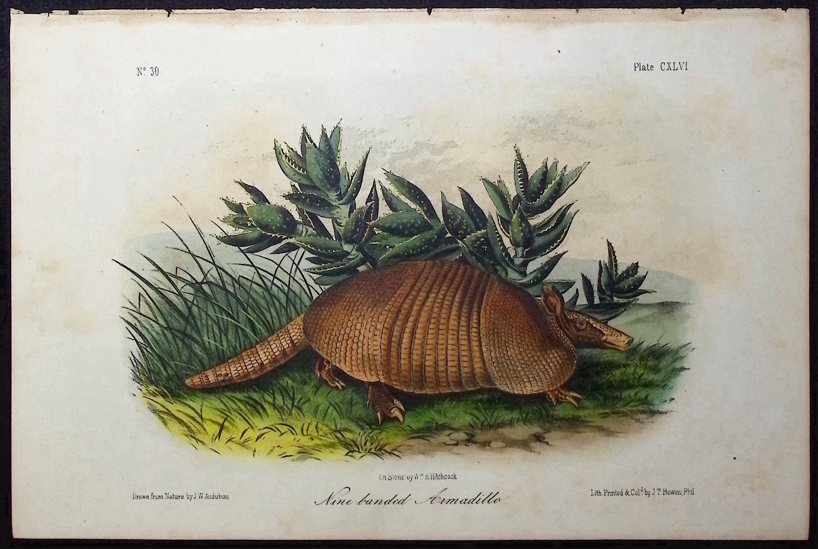 Audubon - Nine-banded Armadillo. 146 (1 of 1)