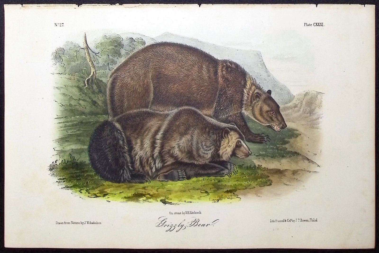 Audubon - Grizzly Bear. 131 (1 of 1)