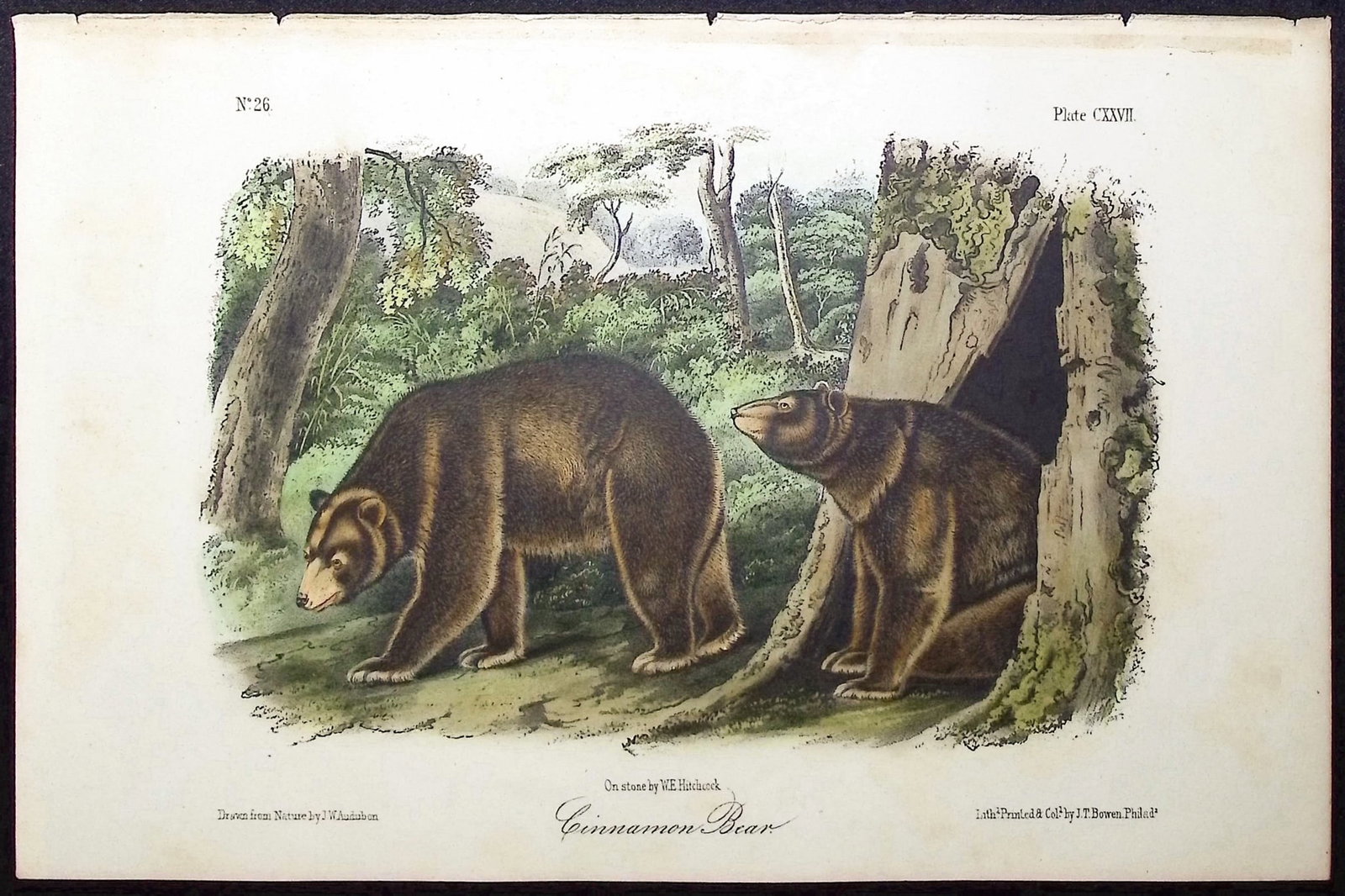 Audubon - Cinnamon Bear. 127 (1 of 1)