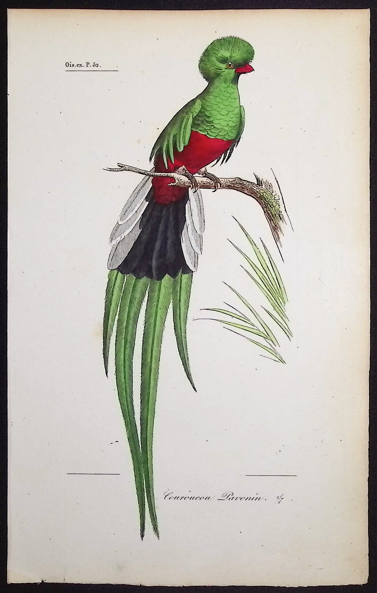 Lemaire - Quetzal. 52: This originally hand-colored engraving is from Charles L. Lemaire's "Histoire naturelle des oiseaux exotiques". This from the first edition of the work and published in Paris by Pauquet and Debure in