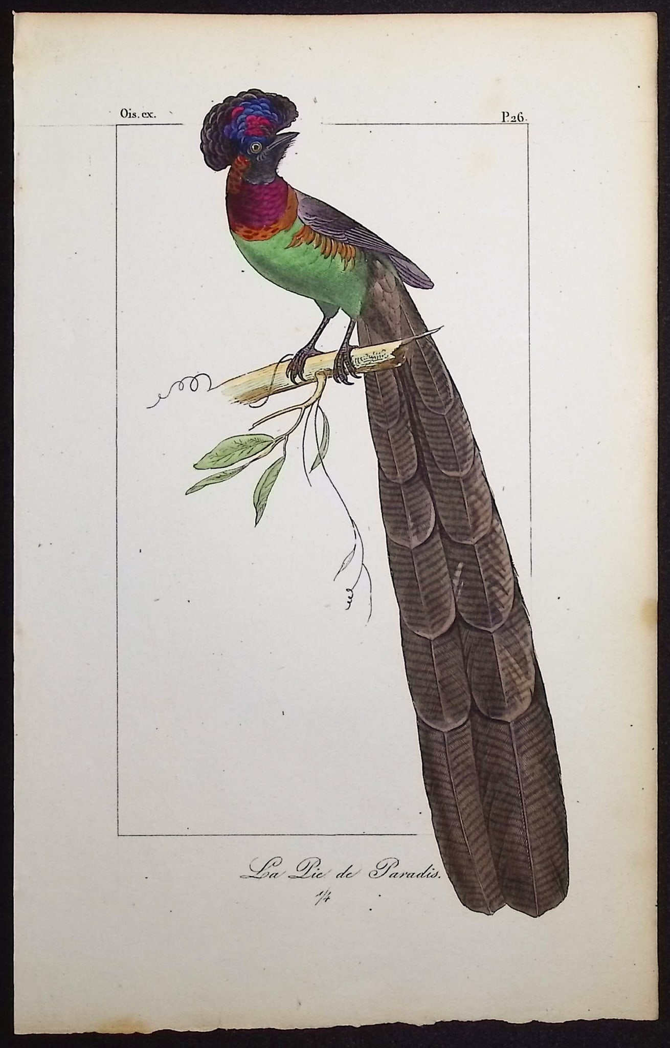 Lemaire - Bird of Paradise. 26: This originally hand-colored engraving is from Charles L. Lemaire's "Histoire naturelle des oiseaux exotiques". This from the first edition of the work and published in Paris by Pauquet and Debure in