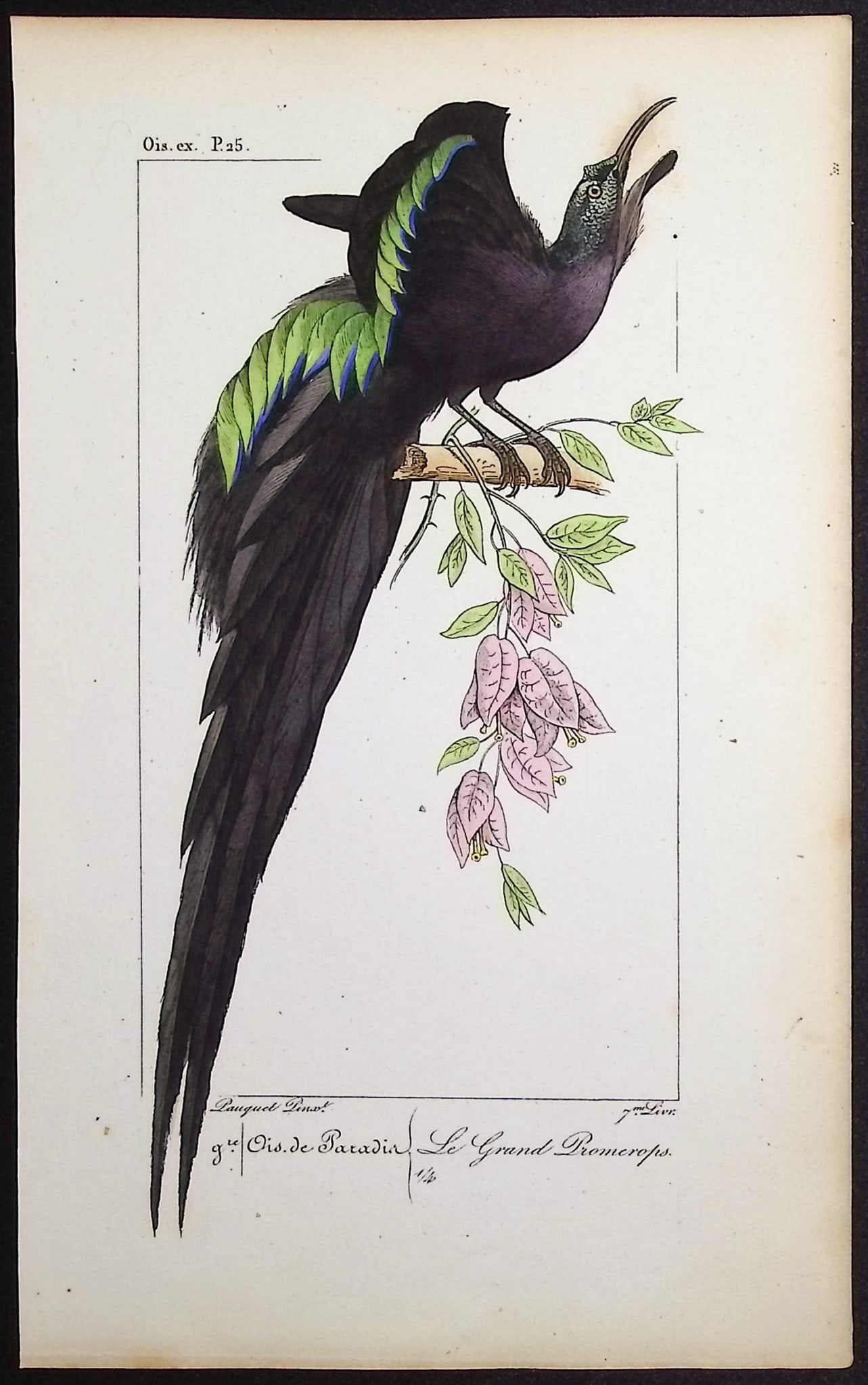 Lemaire - Bird of Paradise. 25: This originally hand-colored engraving is from Charles L. Lemaire's "Histoire naturelle des oiseaux exotiques". This from the first edition of the work and published in Paris by Pauquet and Debure in