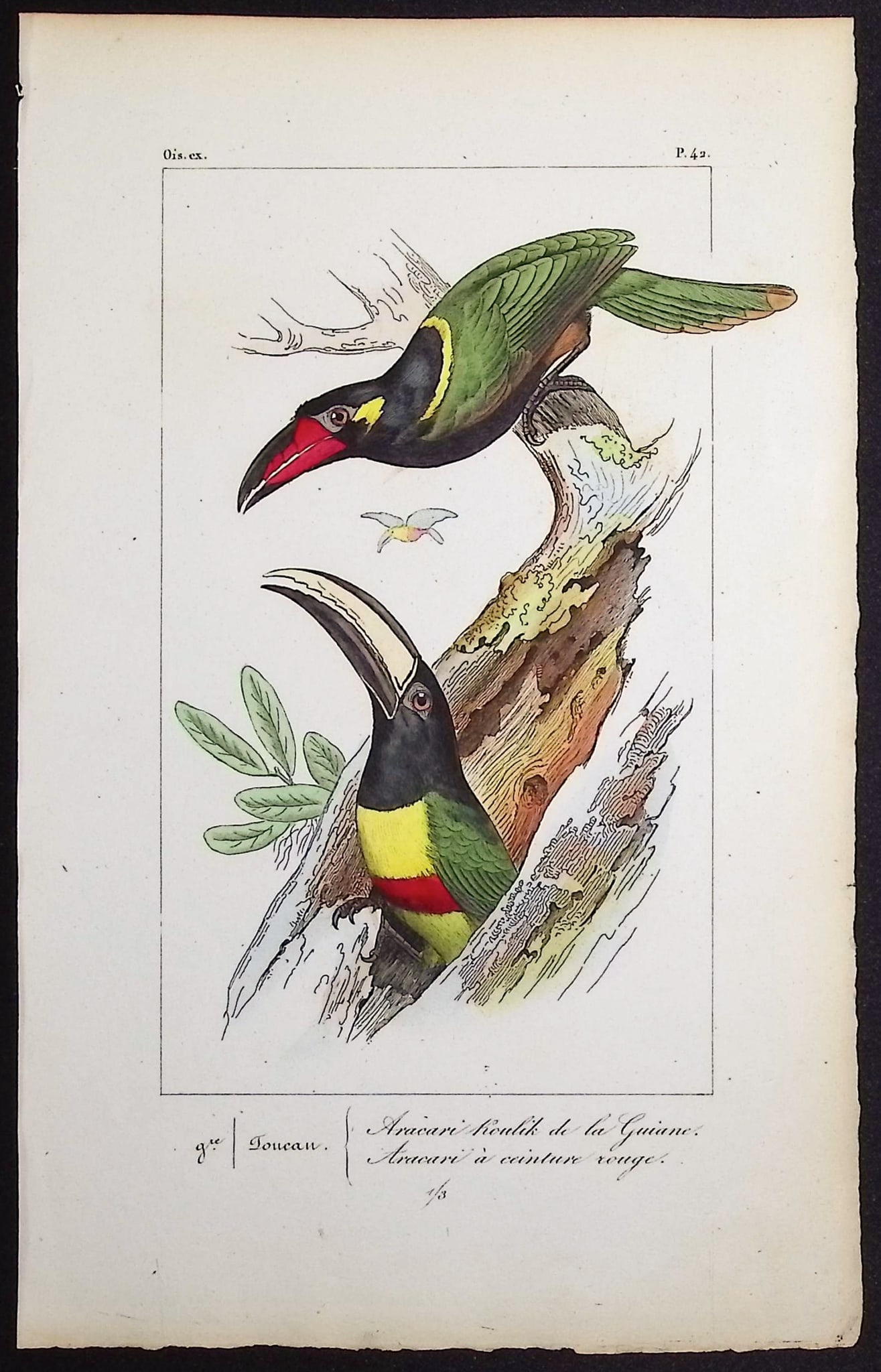Lemaire - Toucans or Aracari. 42: This originally hand-colored engraving is from Charles L. Lemaire's "Histoire naturelle des oiseaux exotiques". This from the first edition of the work and published in Paris by Pauquet and Debure in