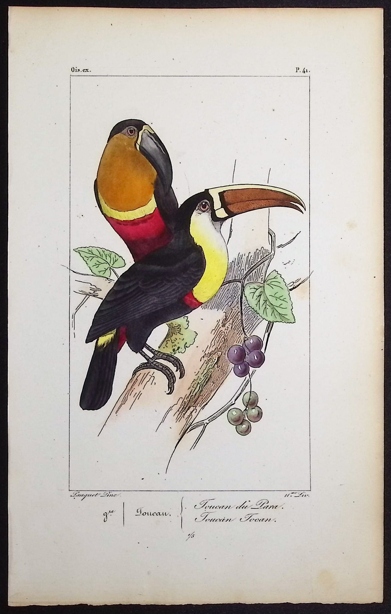 Lemaire - Toucans. 41: This originally hand-colored engraving is from Charles L. Lemaire's "Histoire naturelle des oiseaux exotiques". This from the first edition of the work and published in Paris by Pauquet and Debure in