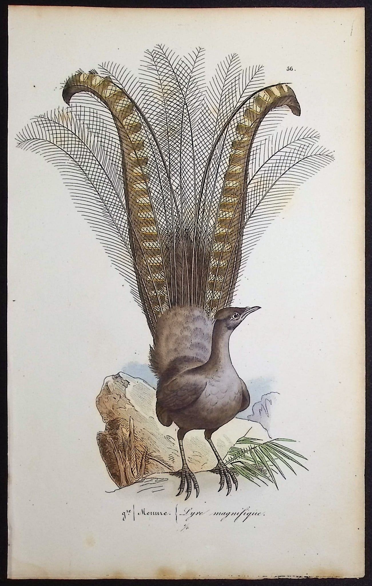 Lemaire - Lyrebird. 56: This originally hand-colored engraving is from Charles L. Lemaire's "Histoire naturelle des oiseaux exotiques". This from the first edition of the work and published in Paris by Pauquet and Debure in