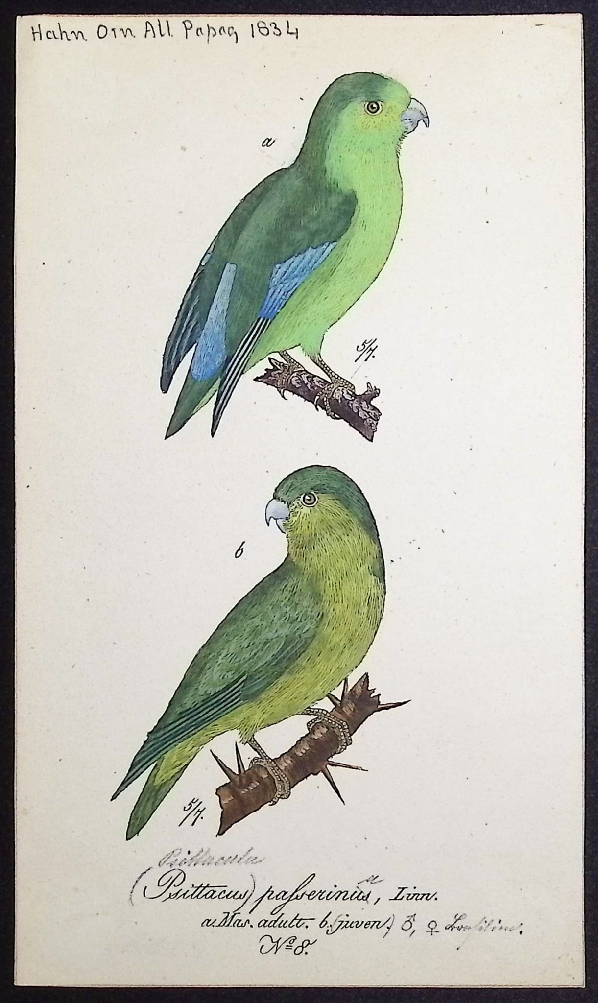Hahn, Watercolor - Green-rumped Parrotlet [Psittacus passerinus]: This beautiful, original watercolor was indluded with Carl Wilhelm Hahn's "Ornithologischer Atlas oder naturgetreue Abbildung und Beschreibung der aussereurop?ischen Vogel." The work was published in
