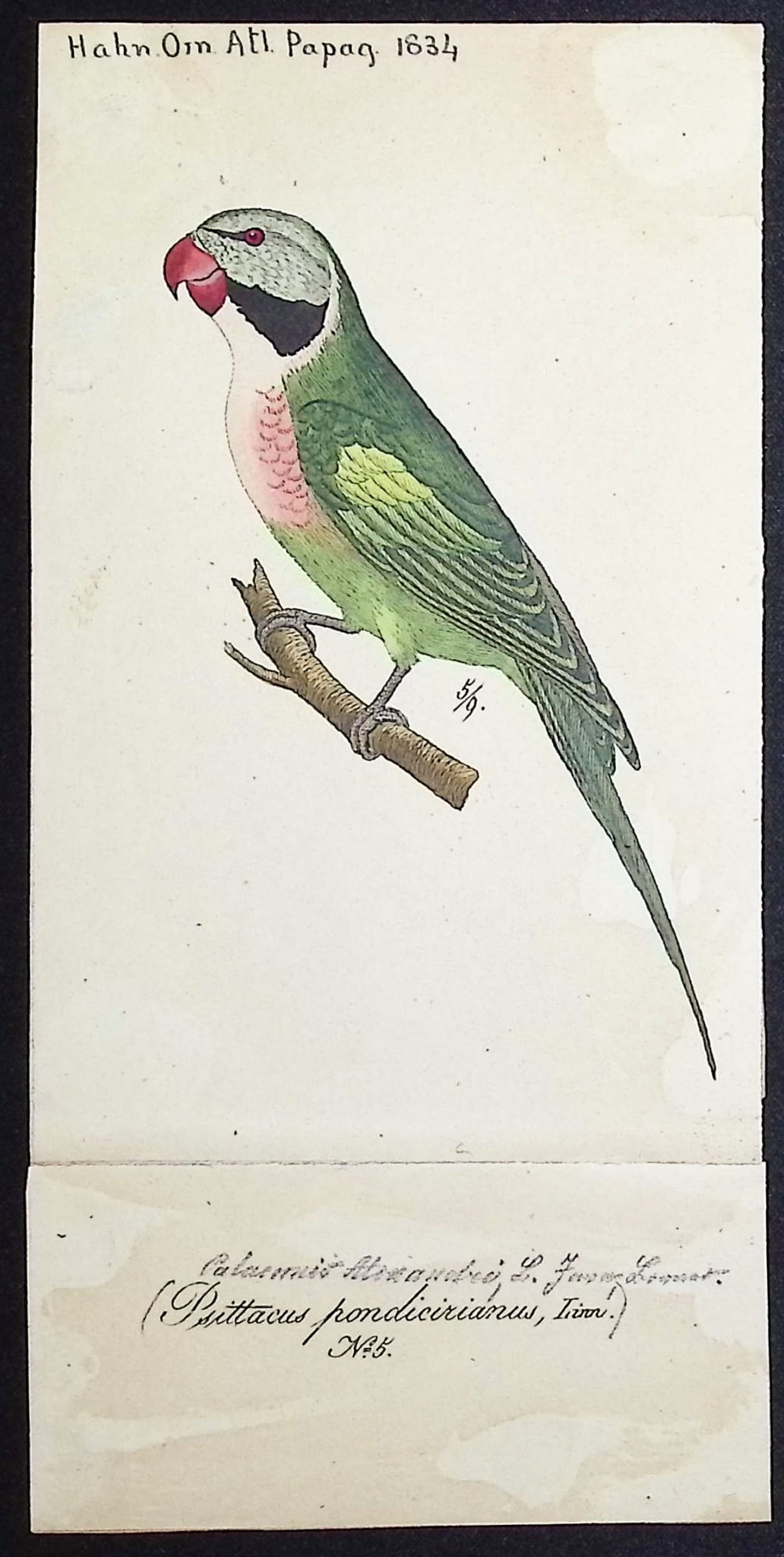 Hahn, Watercolor - Parrot [Psittacus pondicerianus]: This beautiful, original watercolor was indluded with Carl Wilhelm Hahn's "Ornithologischer Atlas oder naturgetreue Abbildung und Beschreibung der aussereurop?ischen Vogel." The work was published in