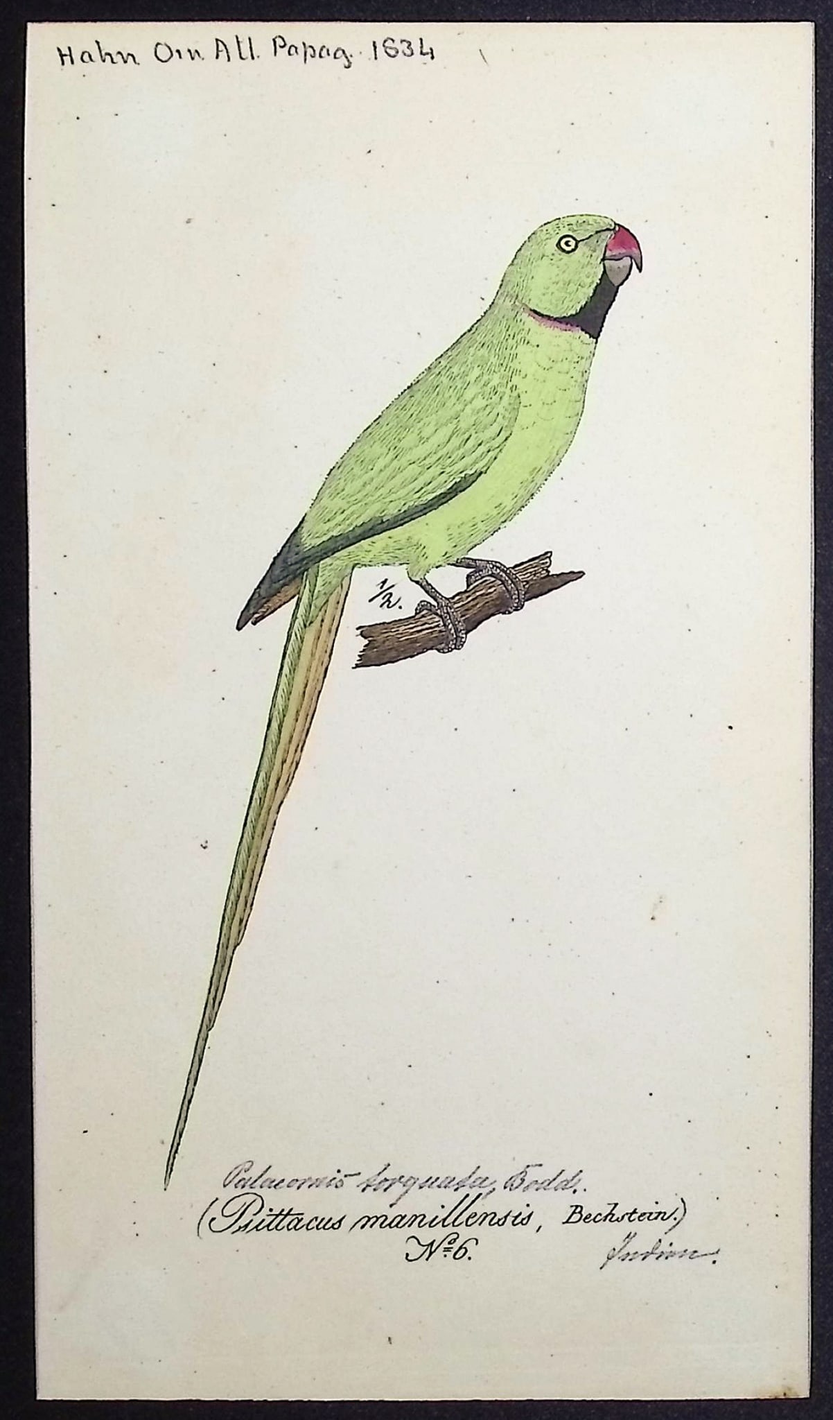 Hahn, Watercolor - Indian Rose-ringed Parakeet [Psittacus manillensis]: This beautiful, original watercolor was indluded with Carl Wilhelm Hahn's "Ornithologischer Atlas oder naturgetreue Abbildung und Beschreibung der aussereurop?ischen Vogel." The work was published in 