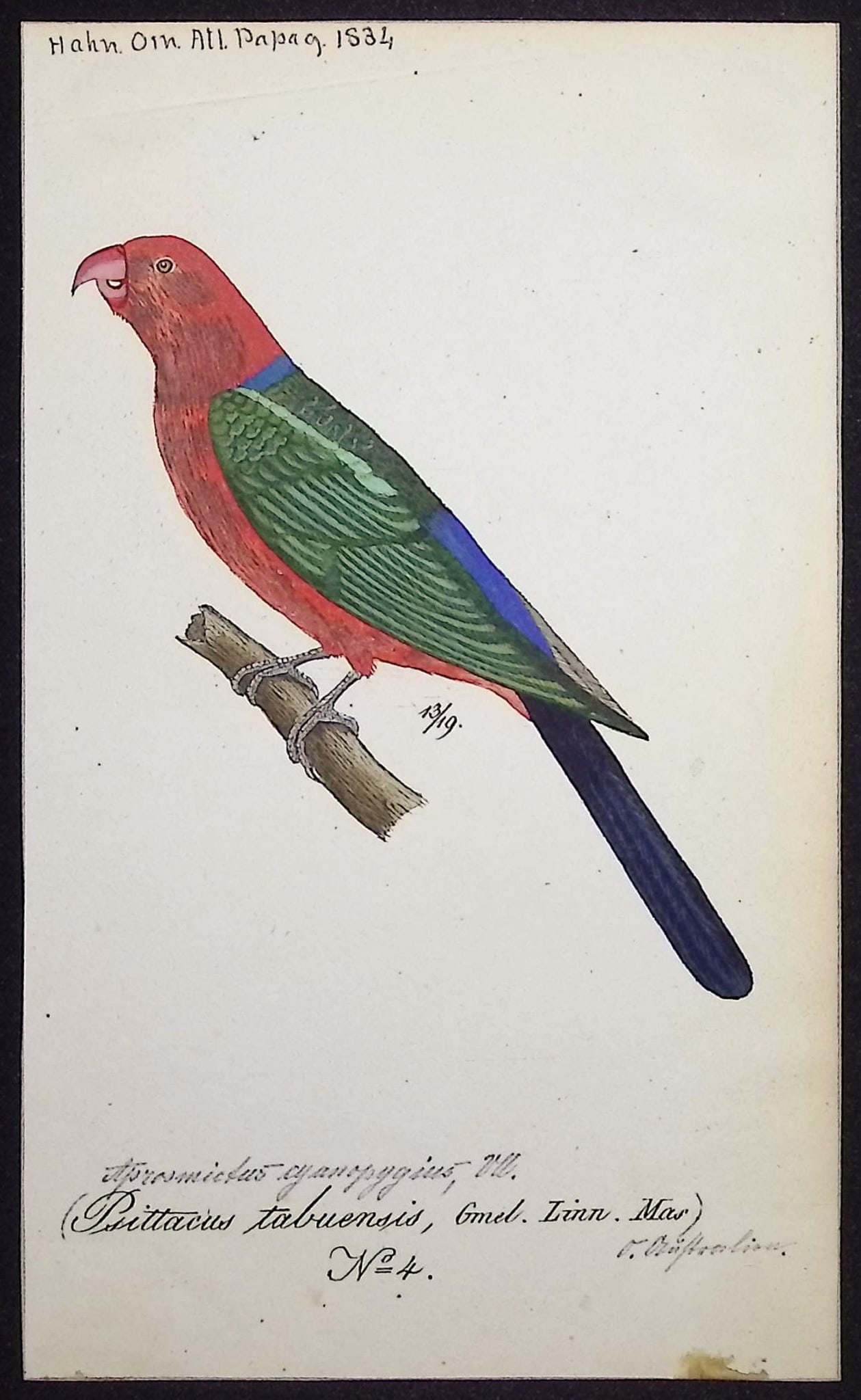 Hahn, Watercolor - Maroon Shining Parrot [Psittacus tabuensis]: This beautiful, original watercolor was indluded with Carl Wilhelm Hahn's "Ornithologischer Atlas oder naturgetreue Abbildung und Beschreibung der aussereurop?ischen Vogel." The work was published in