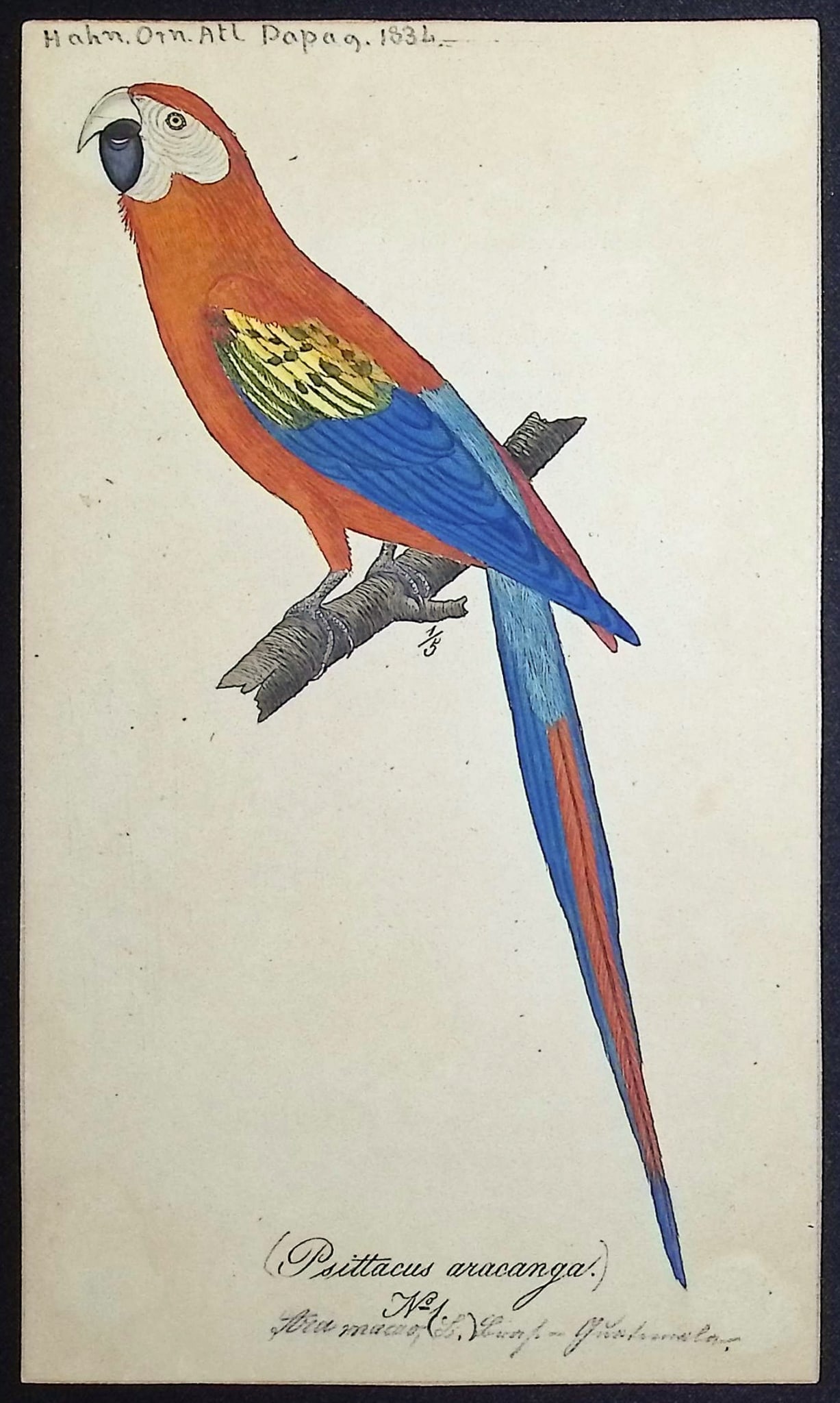 Hahn, Watercolor - Scarlet Macaw [Psittacus passerinus] (1 of 1)