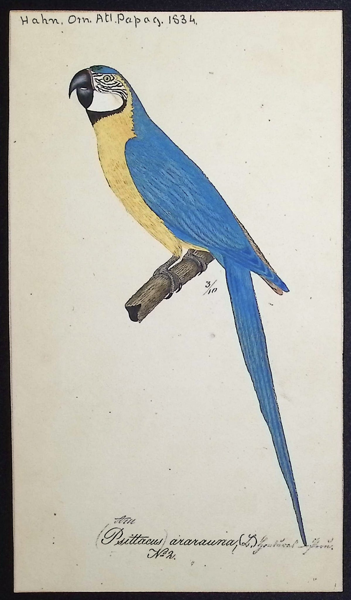 Hahn, Watercolor - Blue-and-yellow Macaw [Psittacus ararauna] (1 of 1)
