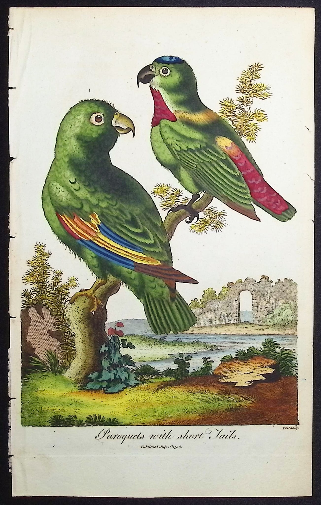 Linnaeus & Sibly - Paroquets with short Tails (Parrots): This scarce first edition engraving is from Sir Charles Linnaeus & Ebenezer Sibley's "A Genuine and Universal System of Natural History... or Magazine of Natural History". The work was published in