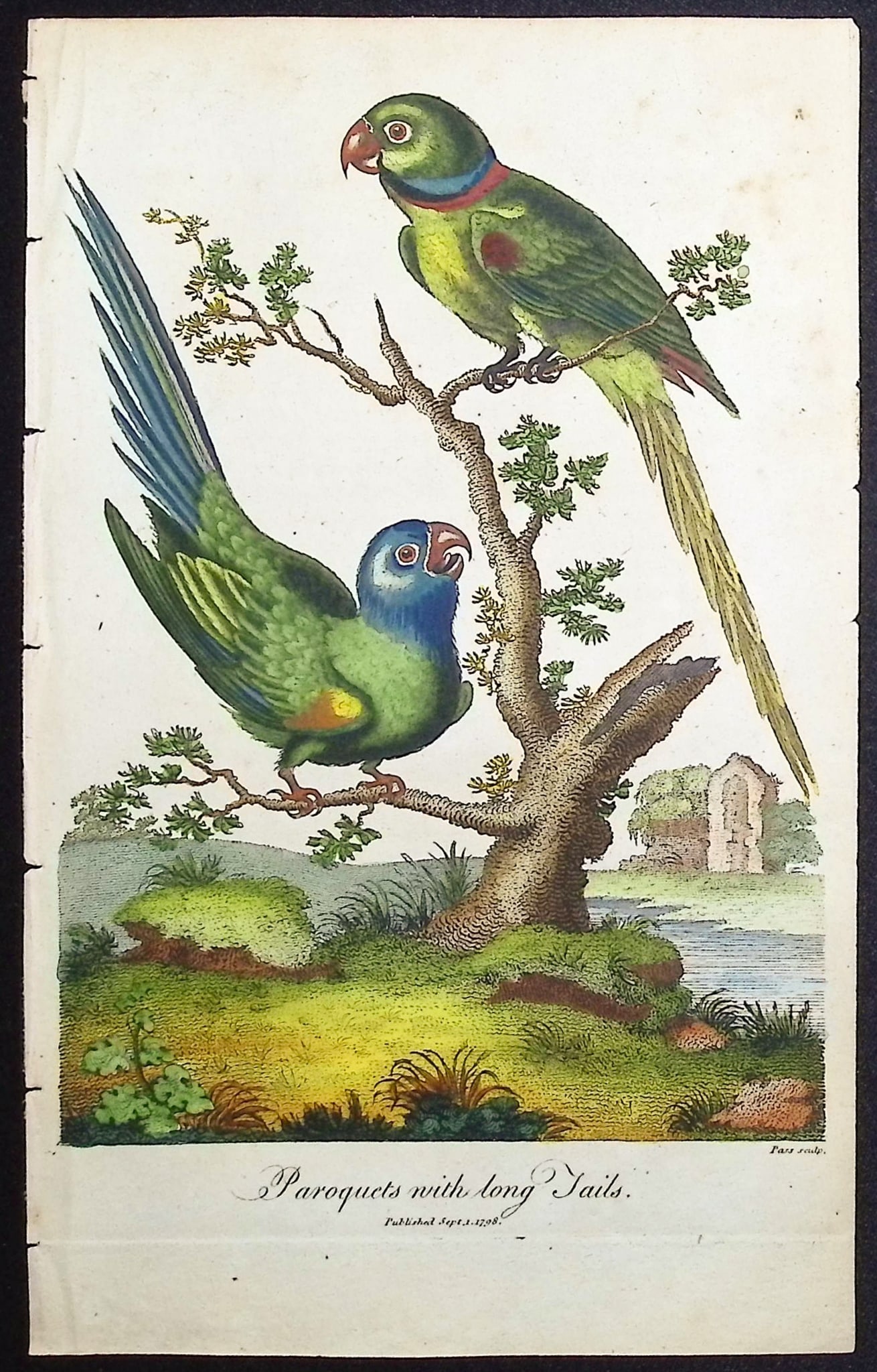 Linnaeus & Sibly - Paroquets with long Tails (Parrots): This scarce first edition engraving is from Sir Charles Linnaeus & Ebenezer Sibley's "A Genuine and Universal System of Natural History... or Magazine of Natural History". The work was published in