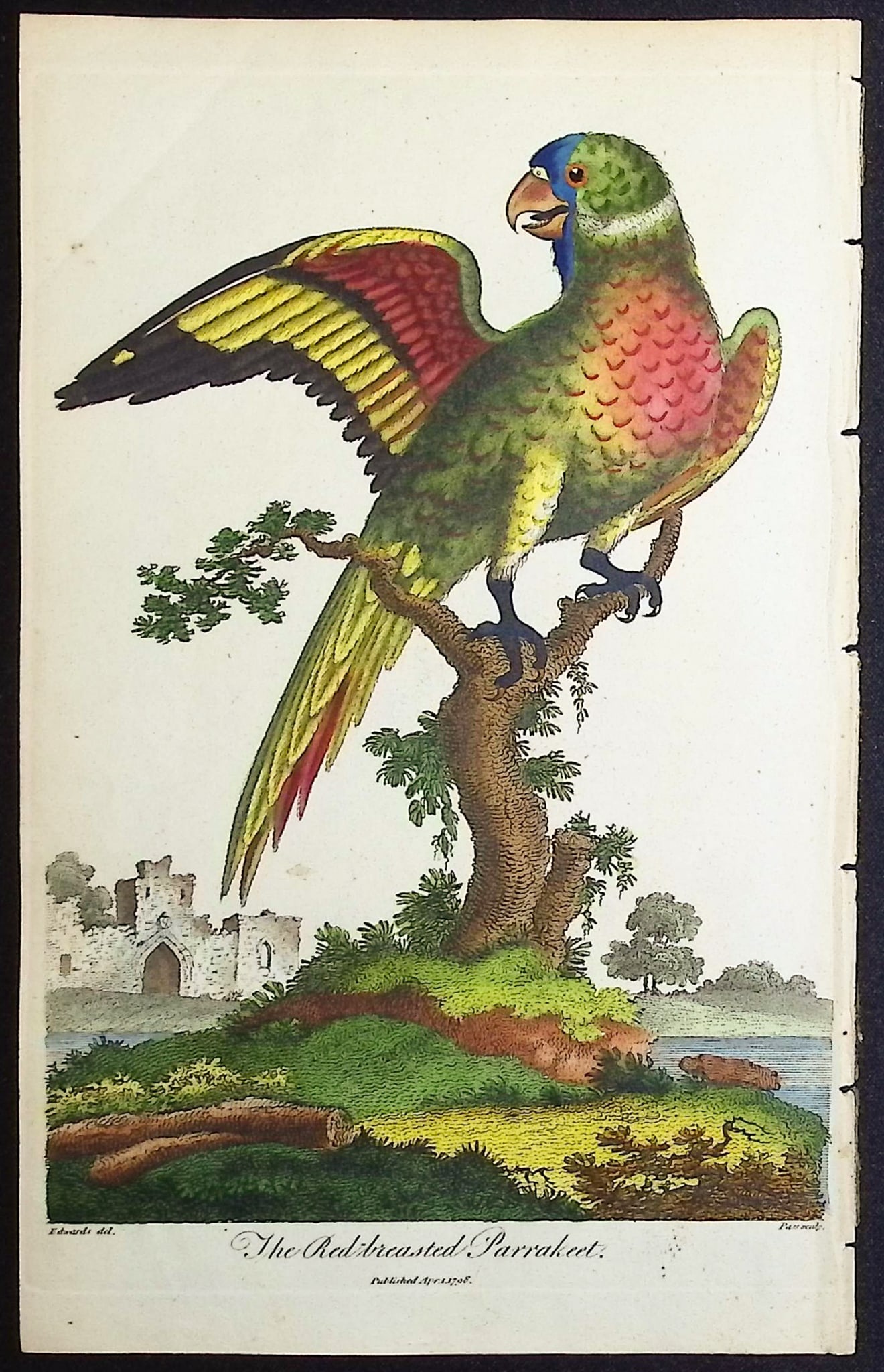 Linnaeus & Sibly - The Red-breasted Parrakeet: This scarce first edition engraving is from Sir Charles Linnaeus & Ebenezer Sibley's "A Genuine and Universal System of Natural History... or Magazine of Natural History". The work was published in
