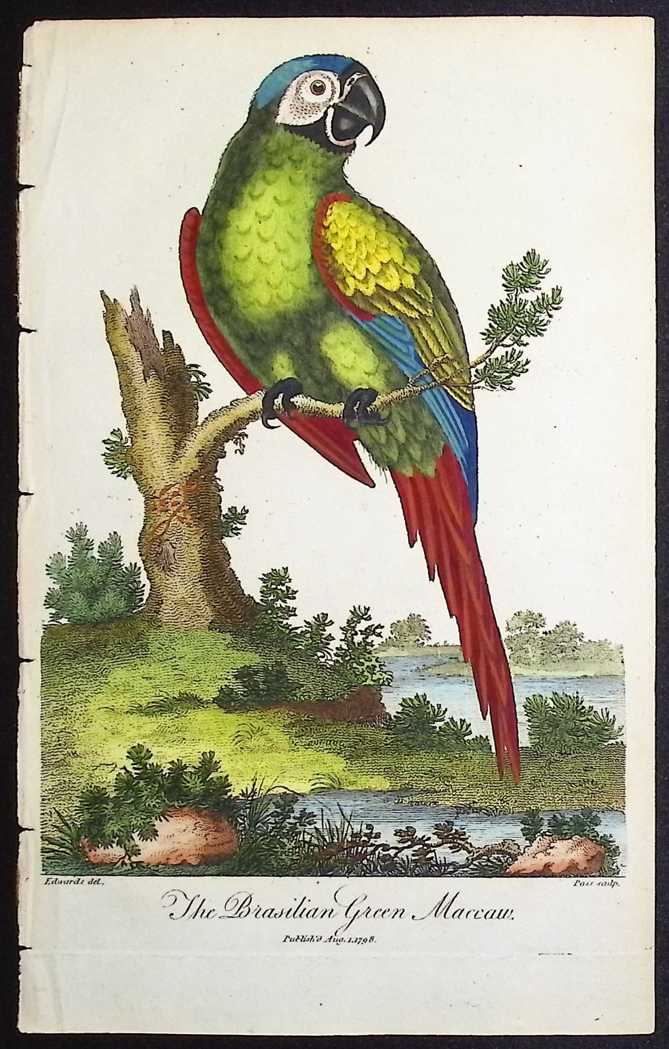 Linnaeus & Sibly - The Basilian Green Maccaw (Macaw) (1 of 1)