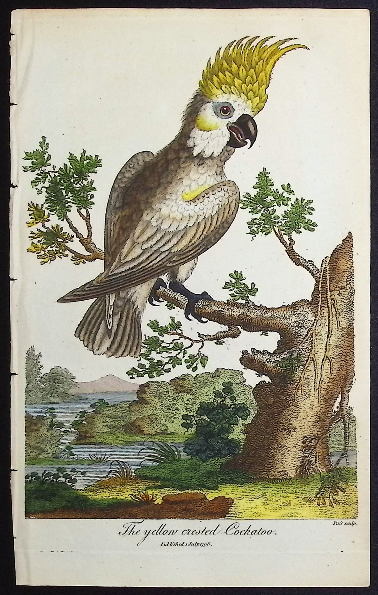 Linnaeus & Sibly - The Yellow-crested Cockatoo: This scarce first edition engraving is from Sir Charles Linnaeus & Ebenezer Sibley's "A Genuine and Universal System of Natural History... or Magazine of Natural History". The work was published in