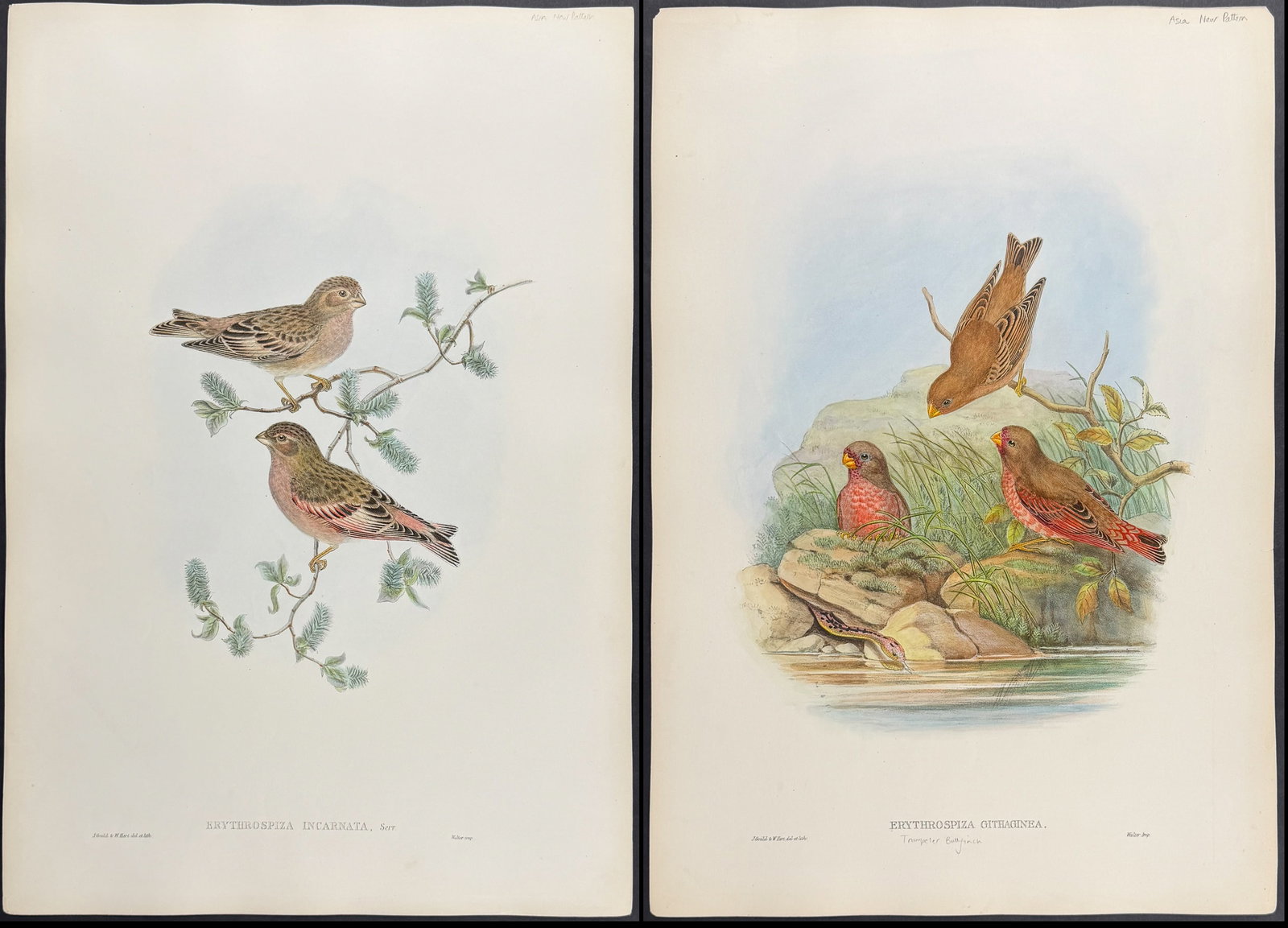 Gould, Asia - Pair of Finch Lithographs (1 of 3)